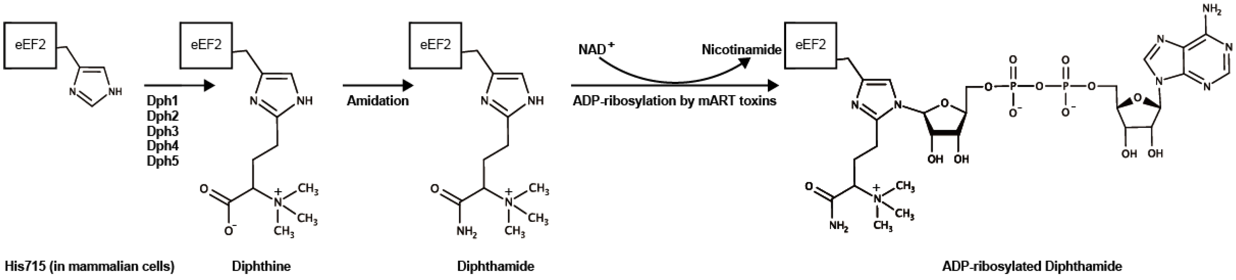 Toxins 13 00012 g004 Toxins 13 00012 g004