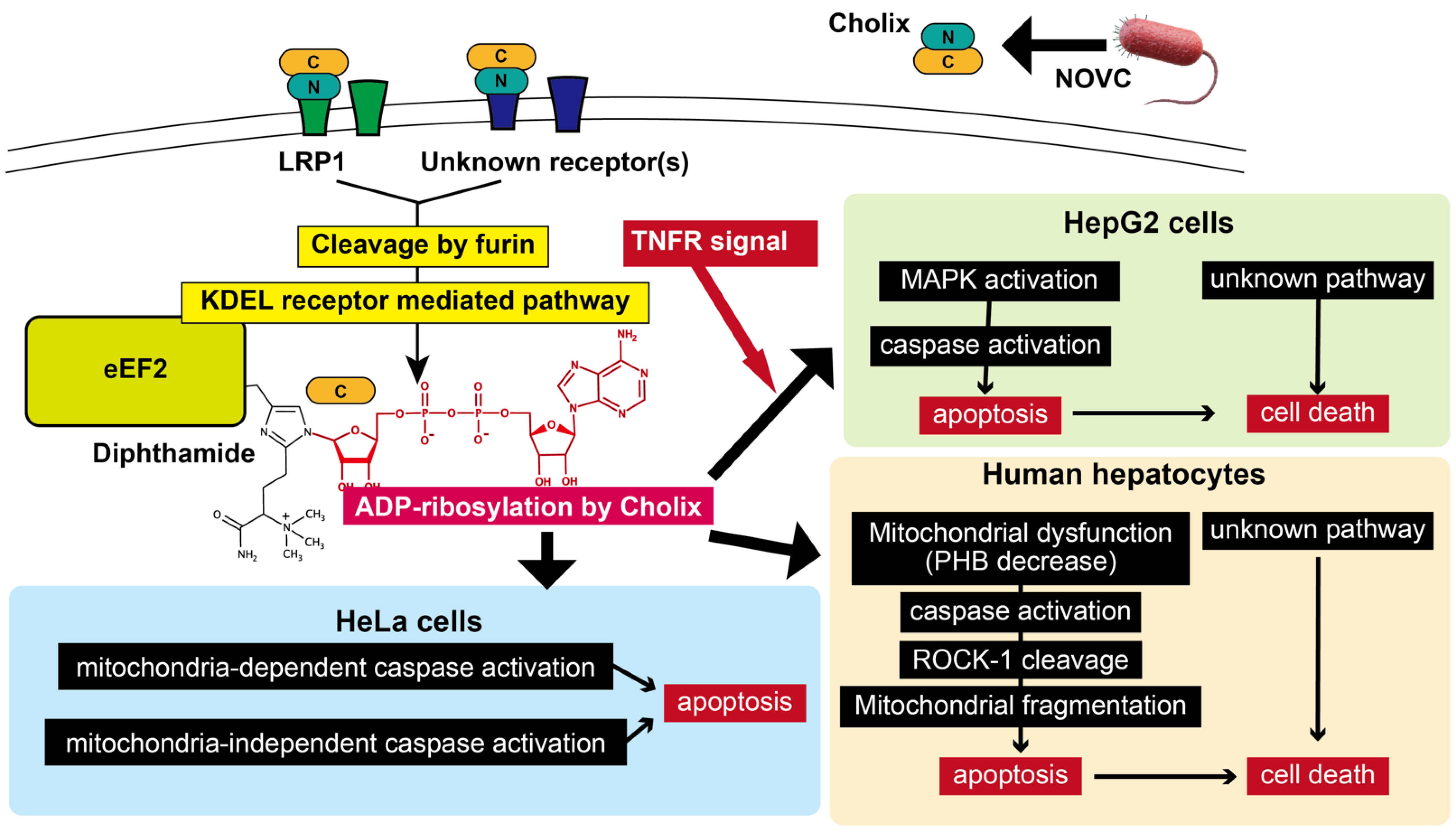 Toxins 13 00012 g005 Toxins 13 00012 g005