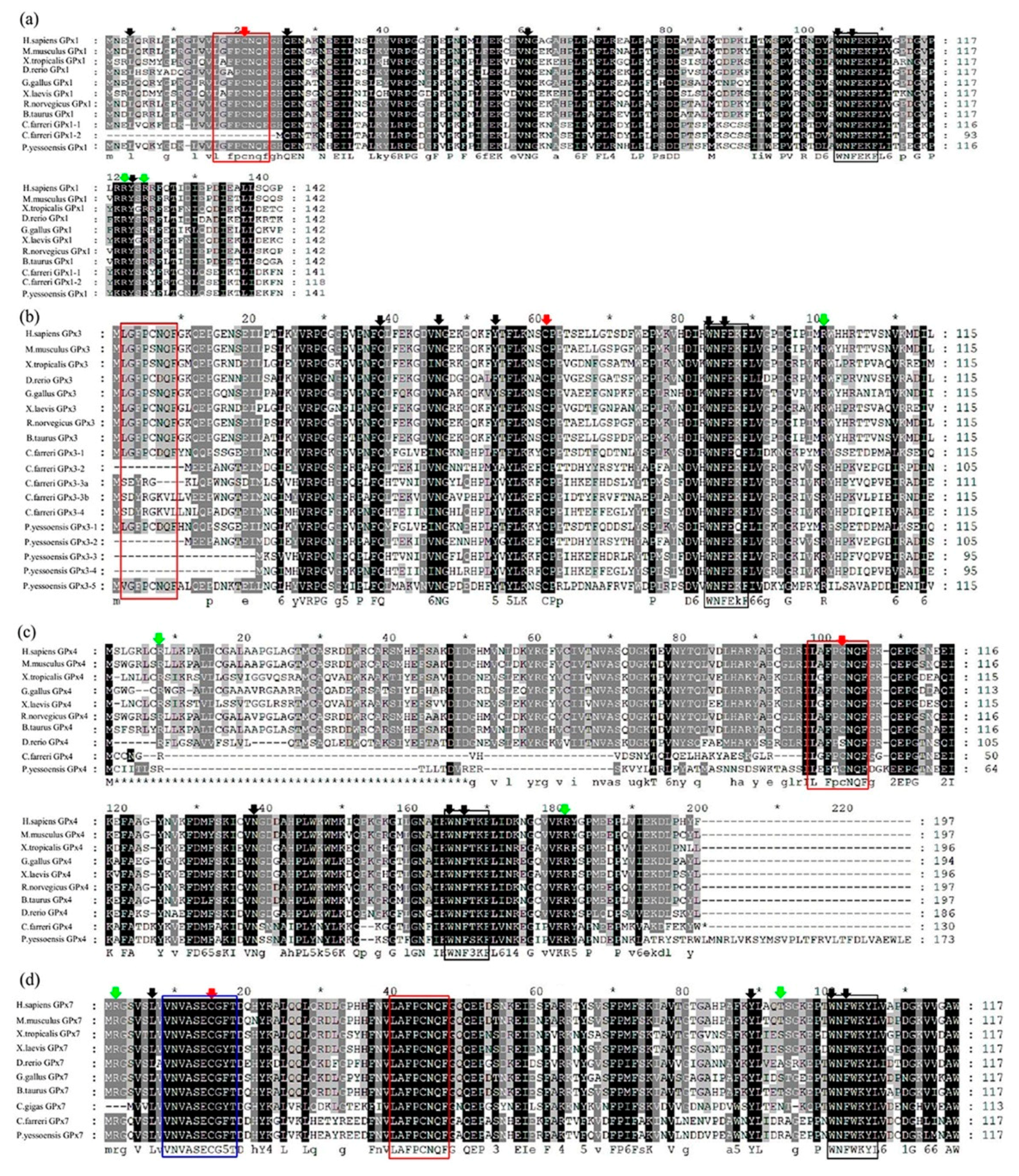 Toxins Free Full Text Tissue Biased And Species Specific Regulation Of Glutathione Peroxidase Gpx Genes In Scallops Exposed To Toxic Dinoflagellates Html