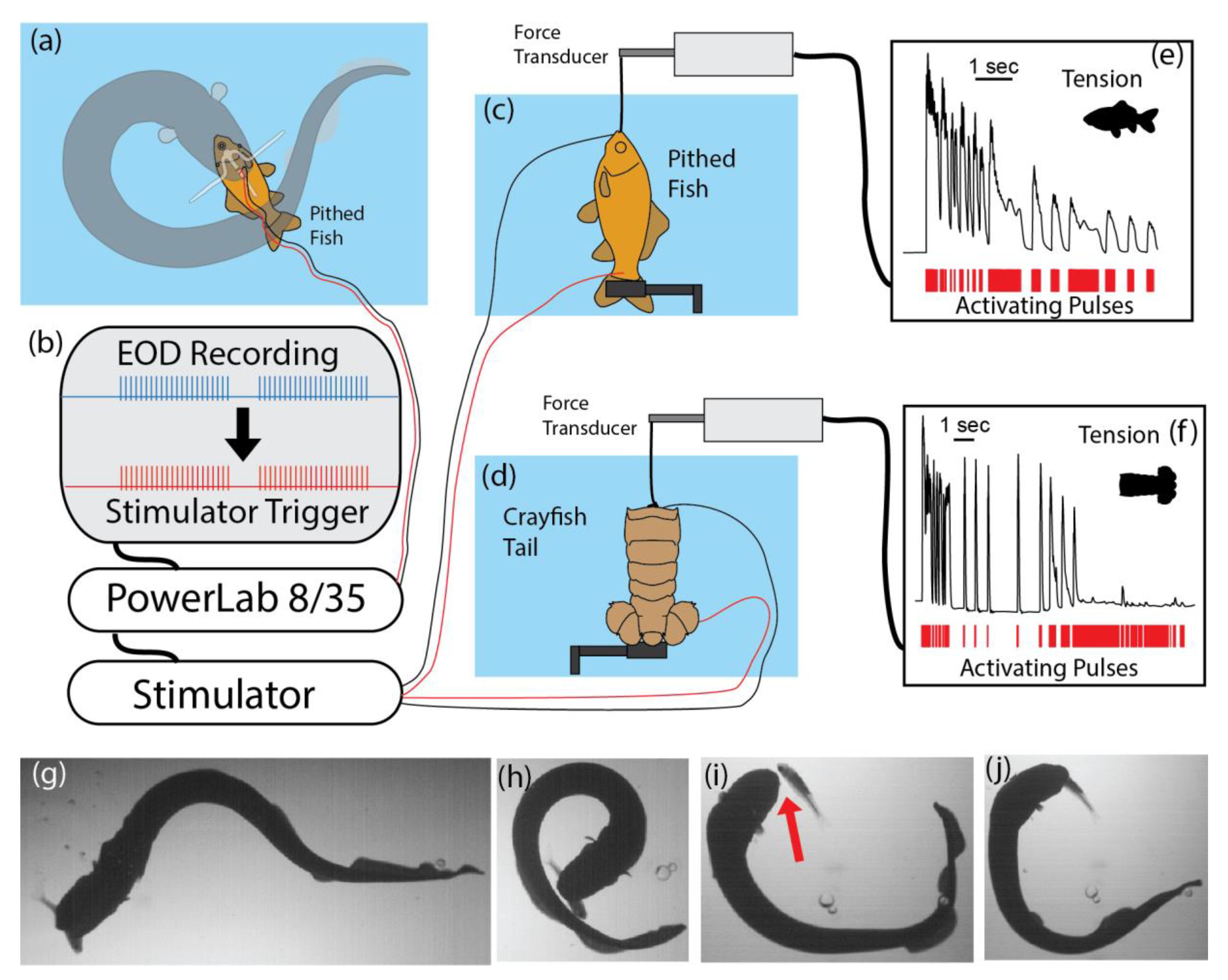 Toxins 13 00048 g003