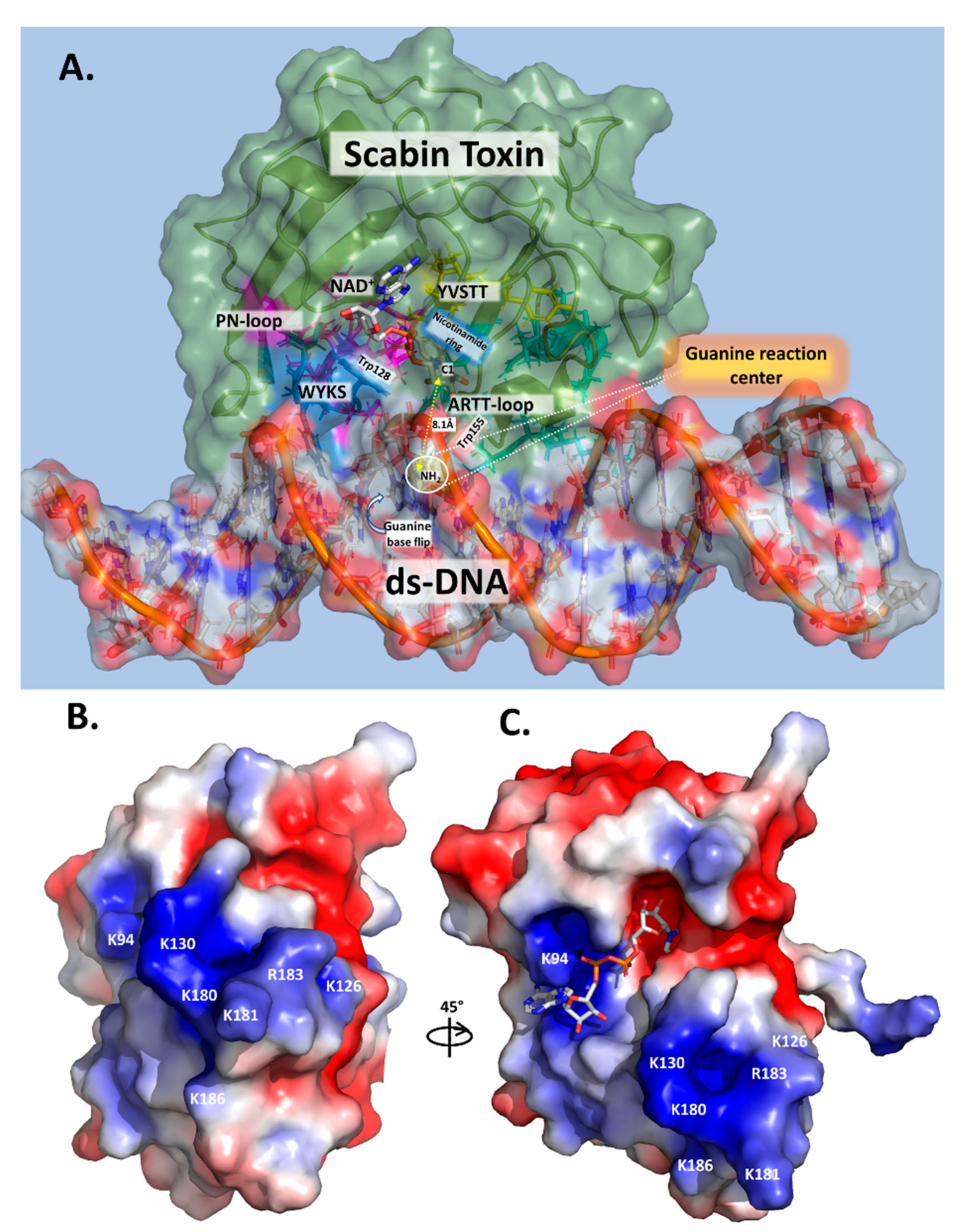 Toxins 13 00055 g007