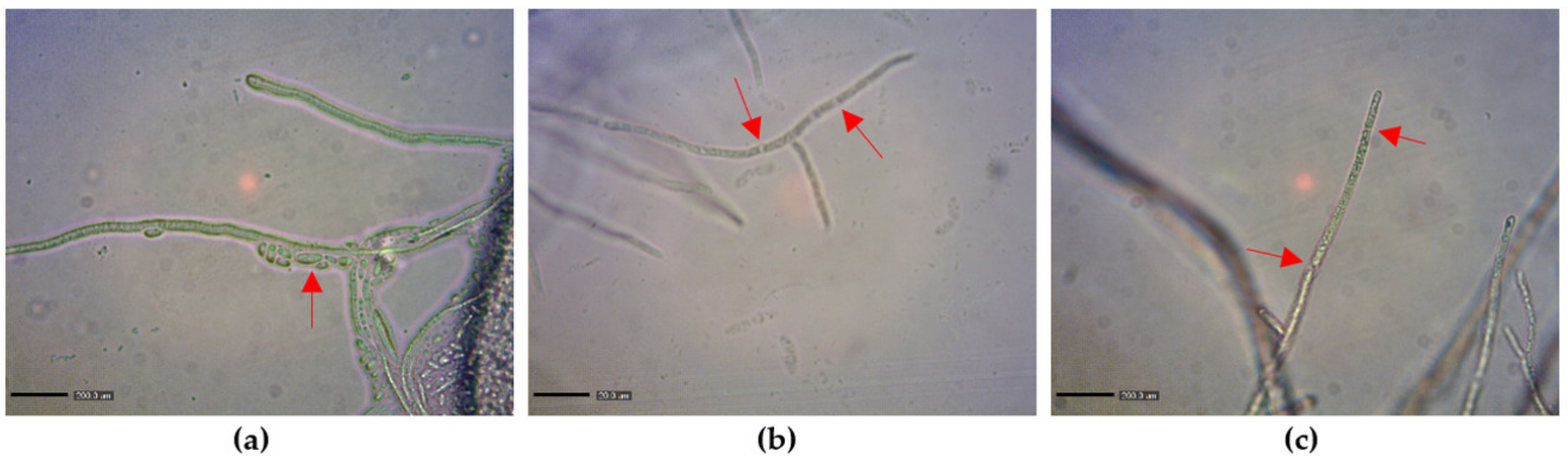 Toxins 13 00072 g001