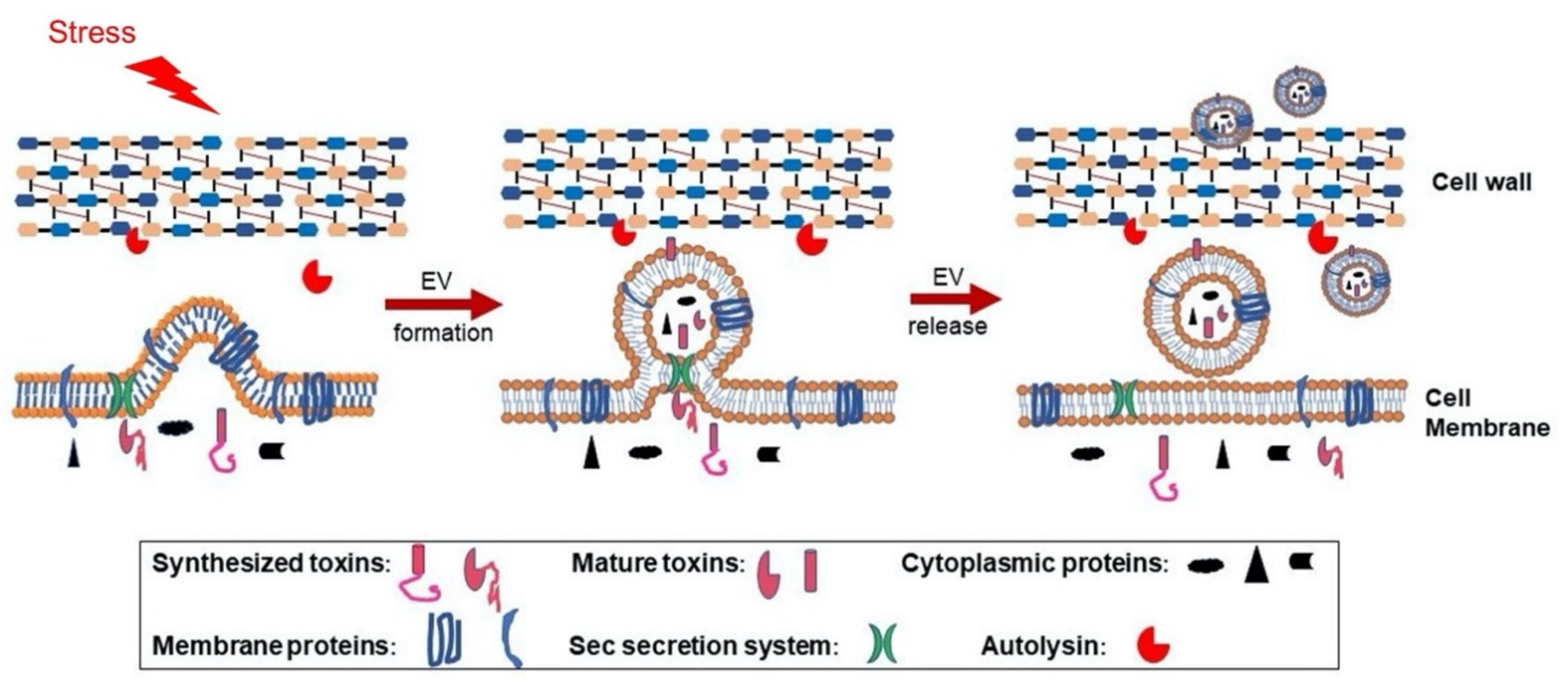 S. aureus enhances replication of SARS-CoV-2 in vitro through the bacterial  iron-regulated surface determinant protein A