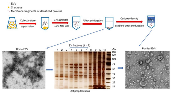 Release of Staphylococcus aureus extracellular vesicles and their  application as a vaccine platform