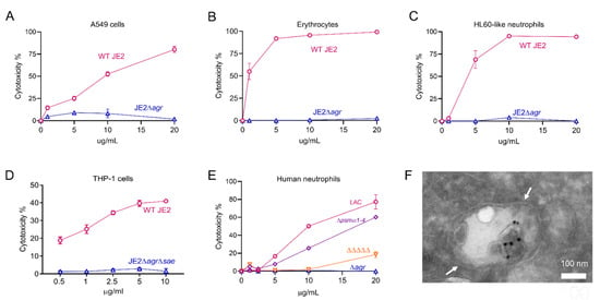 Stress-induced inactivation of the Staphylococcus aureus purine  biosynthesis repressor leads to hypervirulence