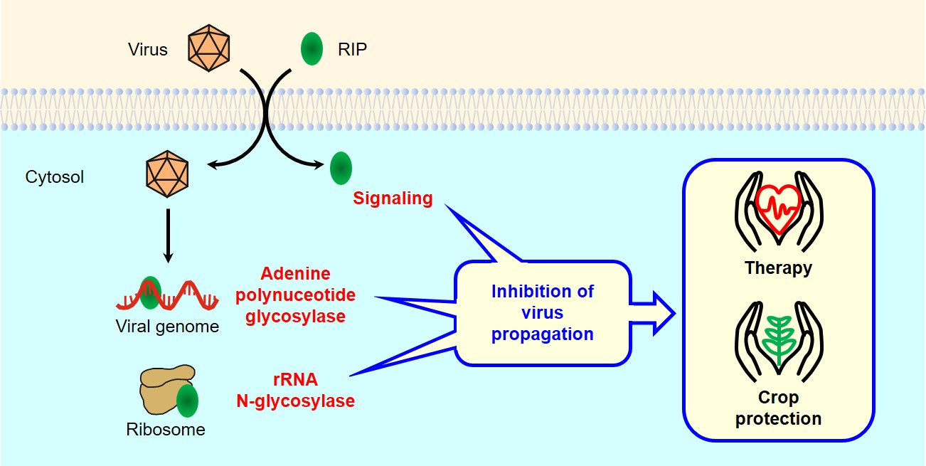 Toxins | Free Full-Text | Antiviral Activity of Ribosome-Inactivating