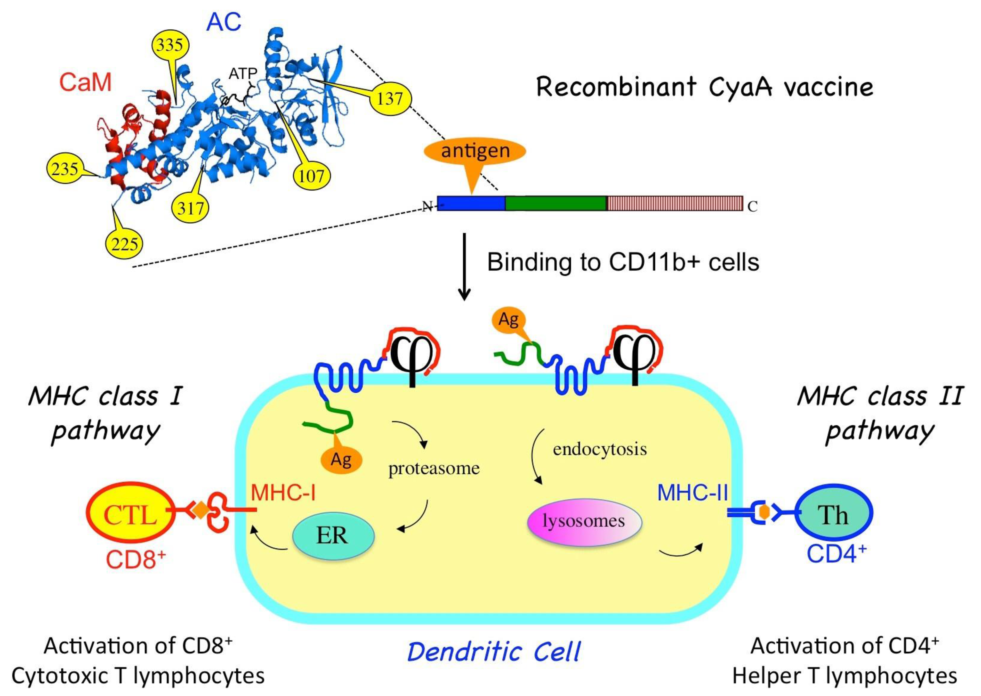 Toxins 13 00083 g002