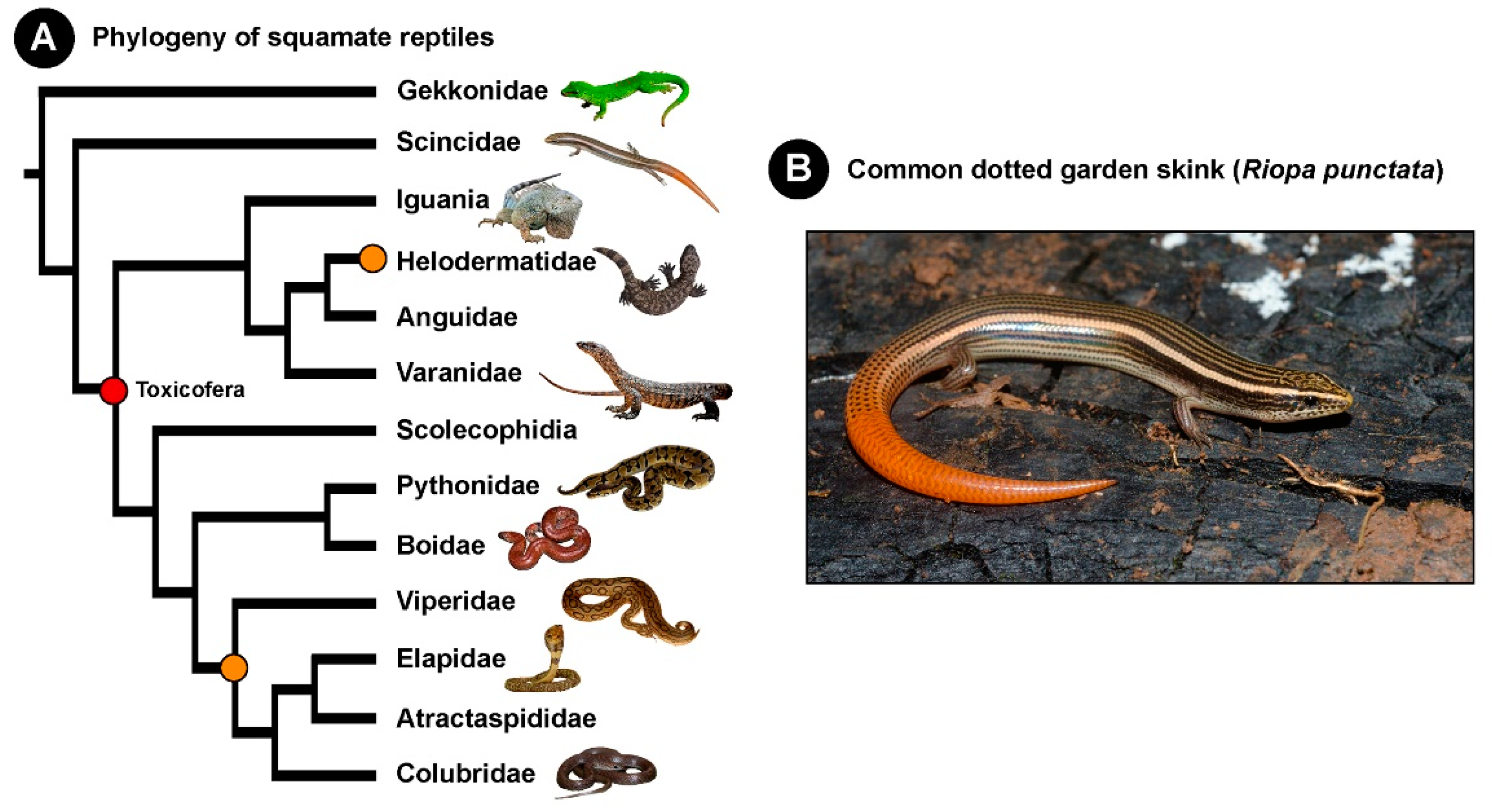 Toxins Free Full Text The Curious Case Of The Neurotoxic Skink toxins-free-full-text-the-curious-case-of-the-neurotoxic-skink