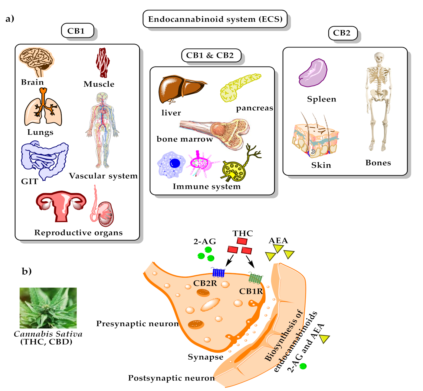 Cannabis: A Toxin-Producing Plant with Potential Therapeutic Uses