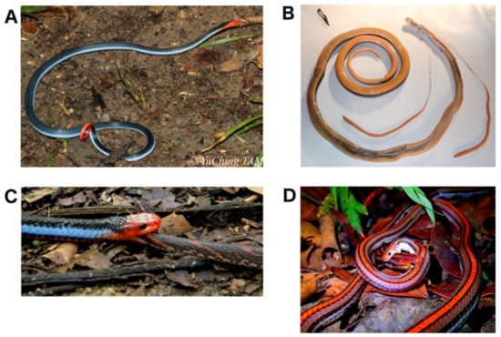 Toxins | Free Full-Text | Electric Blue: Molecular Evolution of  Three-Finger Toxins in the Long-Glanded Coral Snake Species Calliophis  bivirgatus