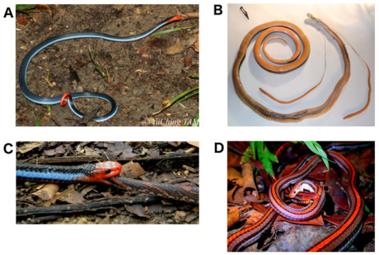 Toxins | Free Full-Text | Electric Blue: Molecular Evolution of Three-Finger Toxins in the Long-Glanded Coral Snake Species Calliophis bivirgatus Toxins | Free Full-Text | Electric Blue: Molecular Evolution of Three-Finger Toxins in the Long-Glanded Coral Snake Species Calliophis bivirgatus