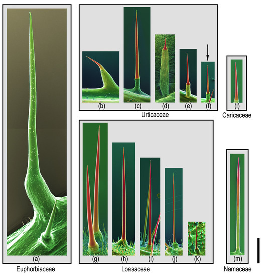 Toxins 13 00141 g001 550