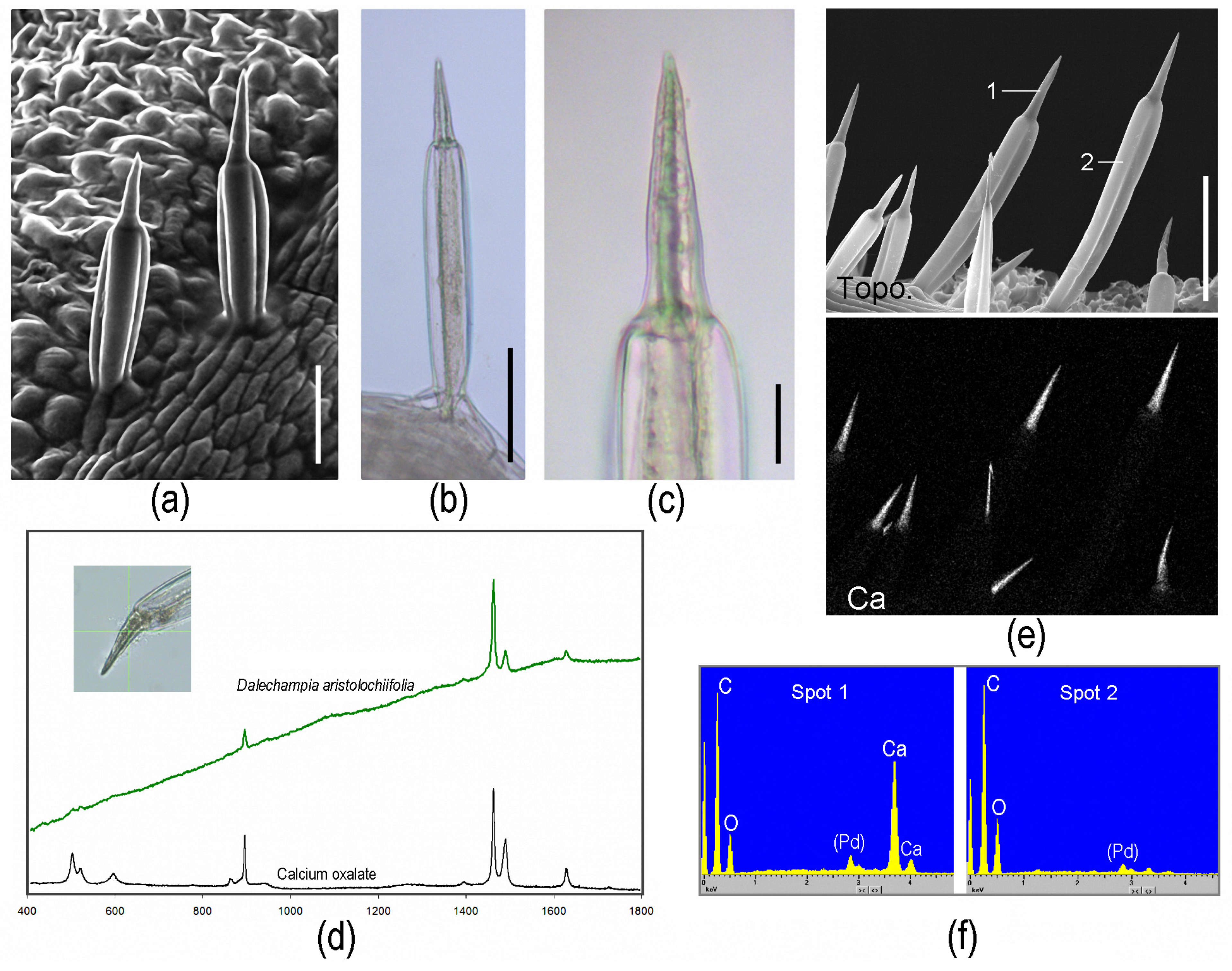 Toxins 13 00141 g003 Toxins 13 00141 g003