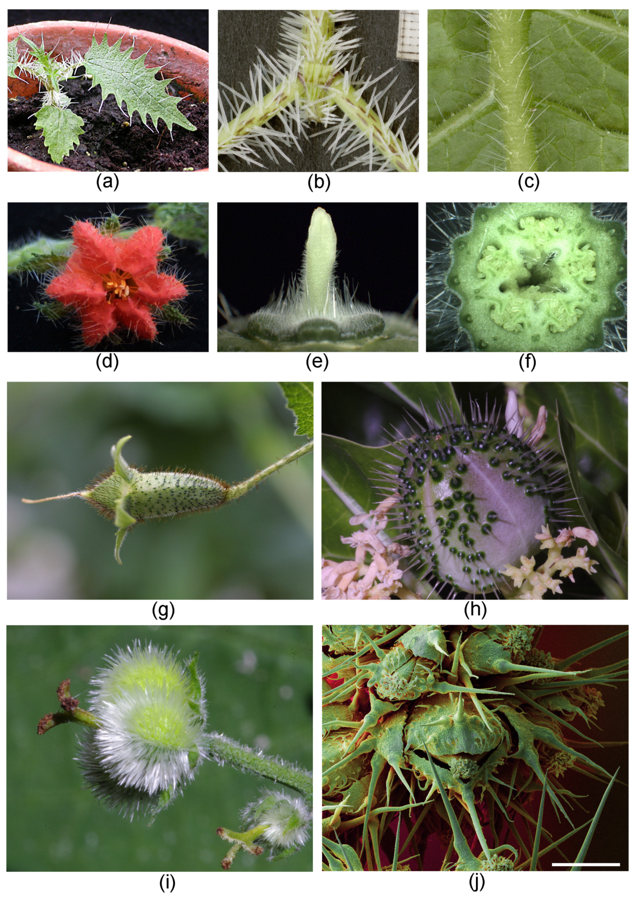 Toxins 13 00141 g006 Toxins 13 00141 g006