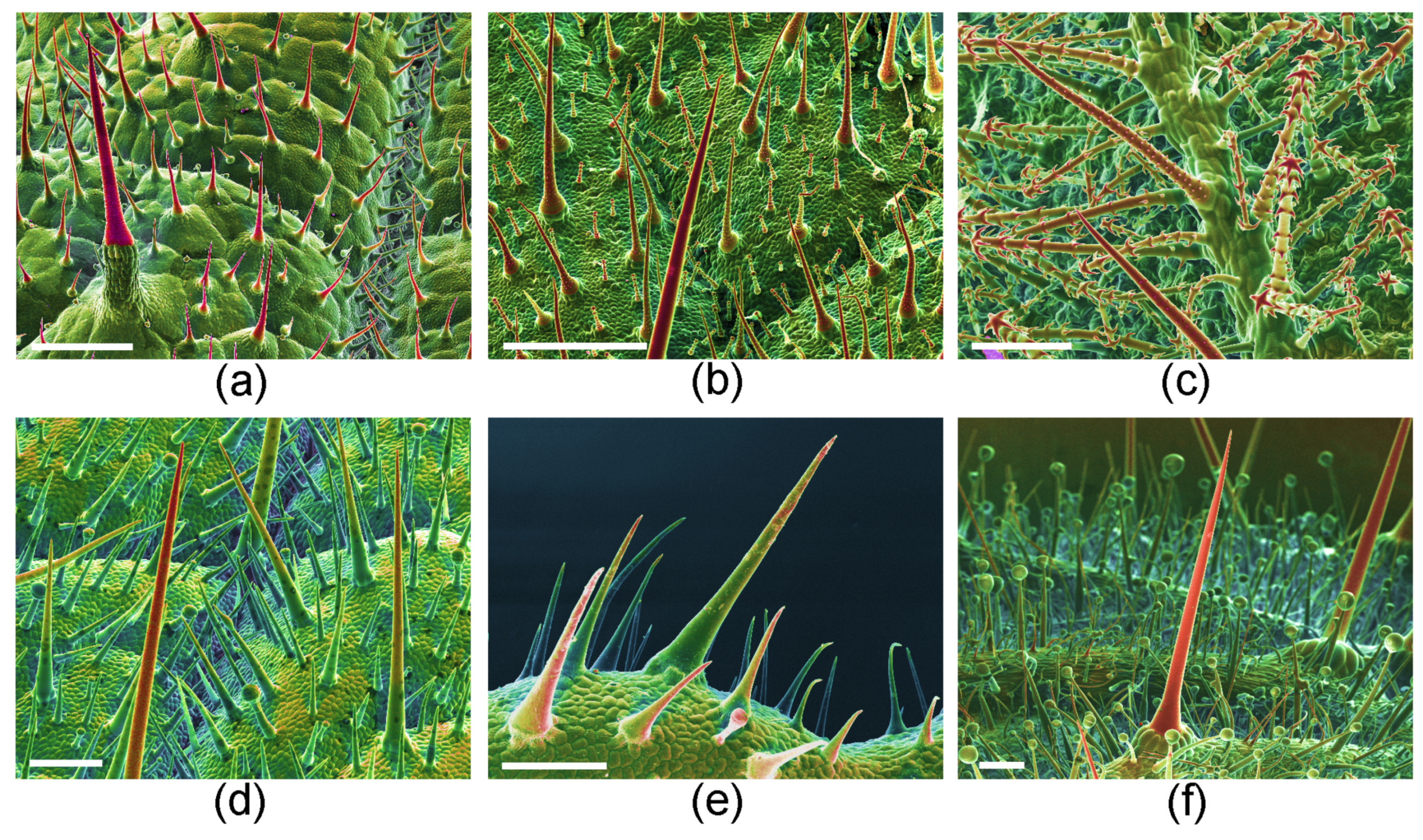 Toxins 13 00141 g007 Toxins 13 00141 g007