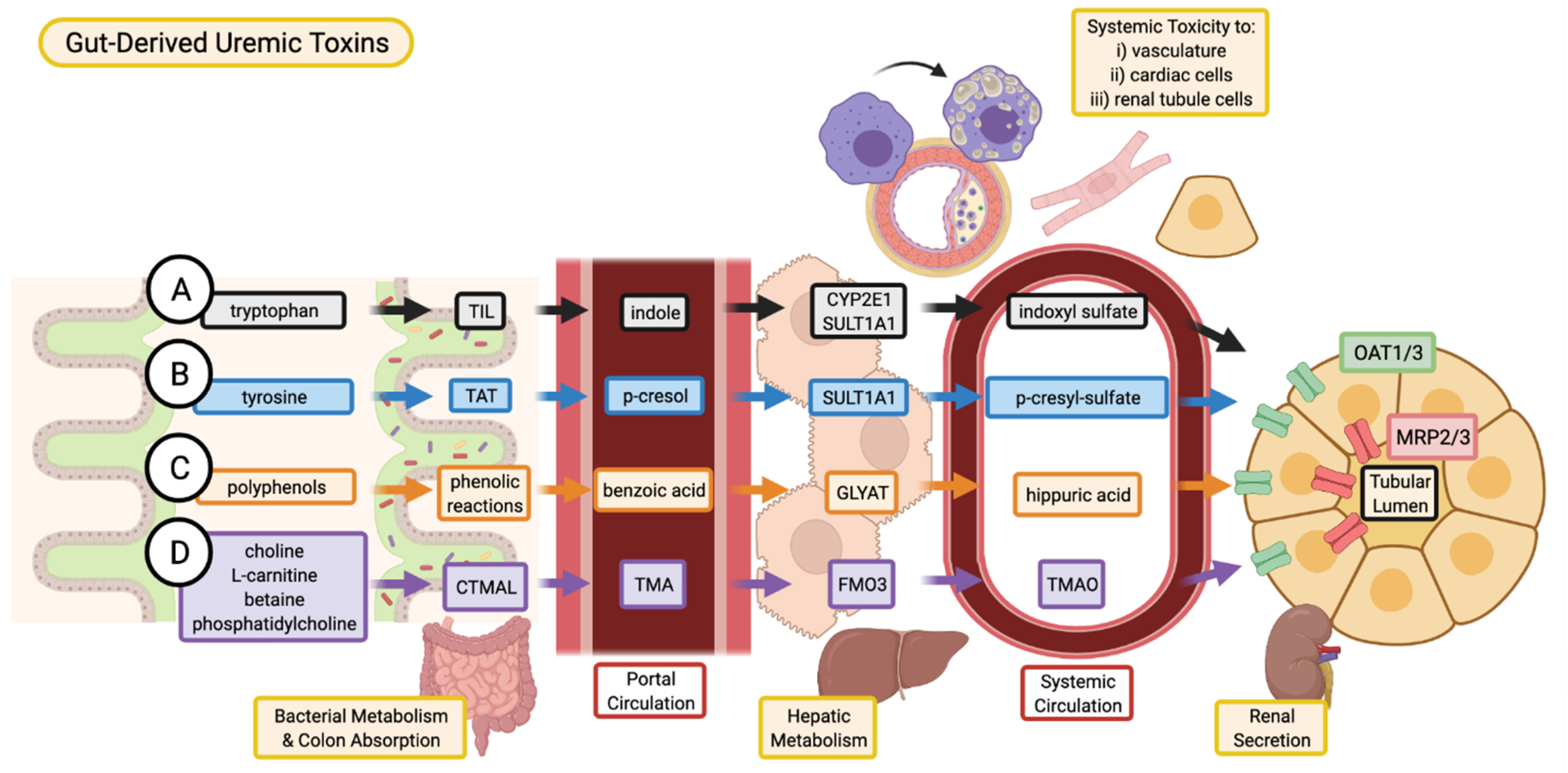 uremic toxins: classification)