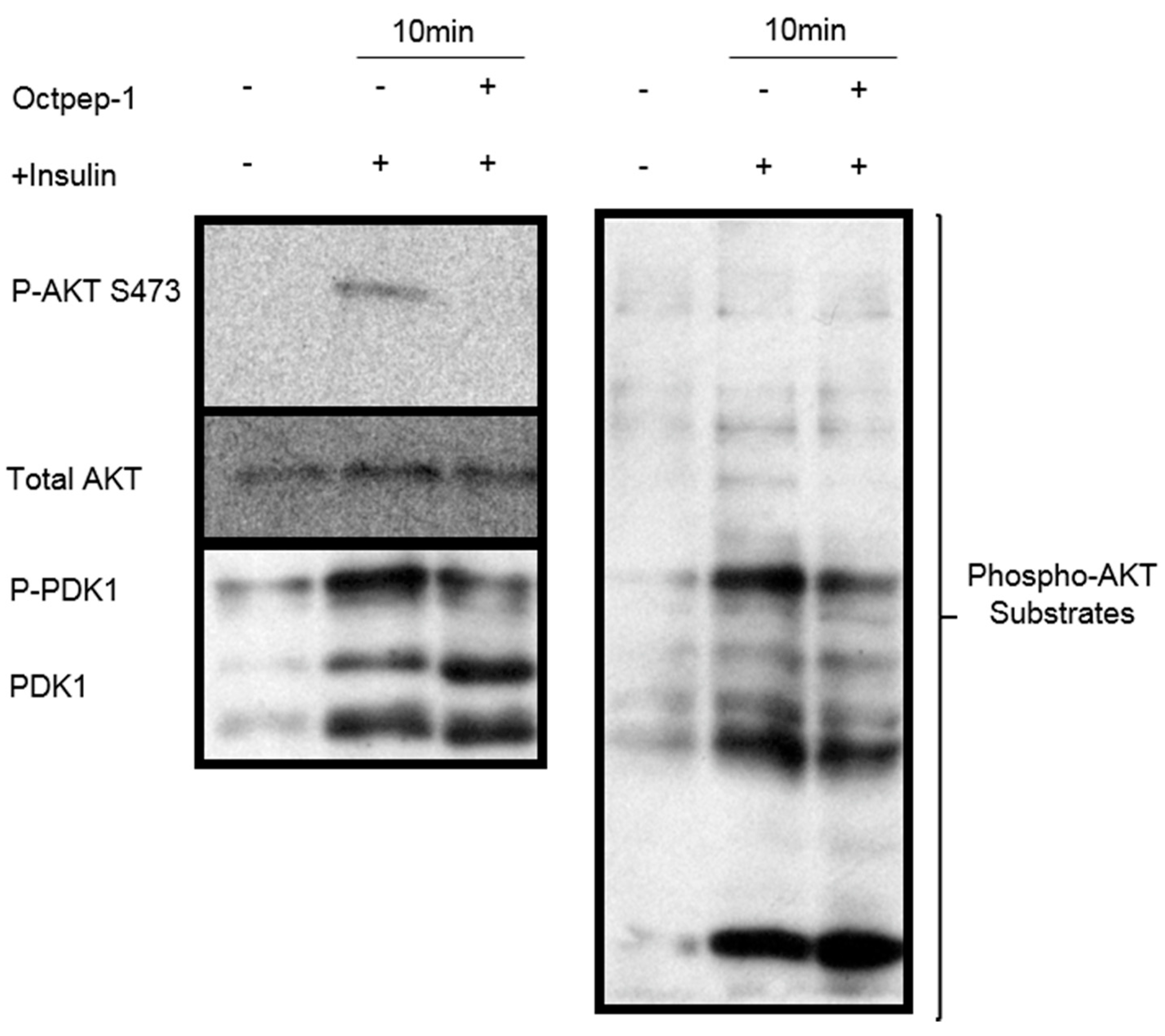 Toxins 13 00146 g004