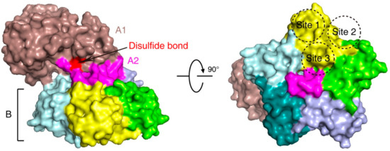 Toxins 13 00222 g001 550