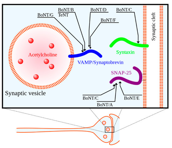 Toxins 13 00226 g001 550
