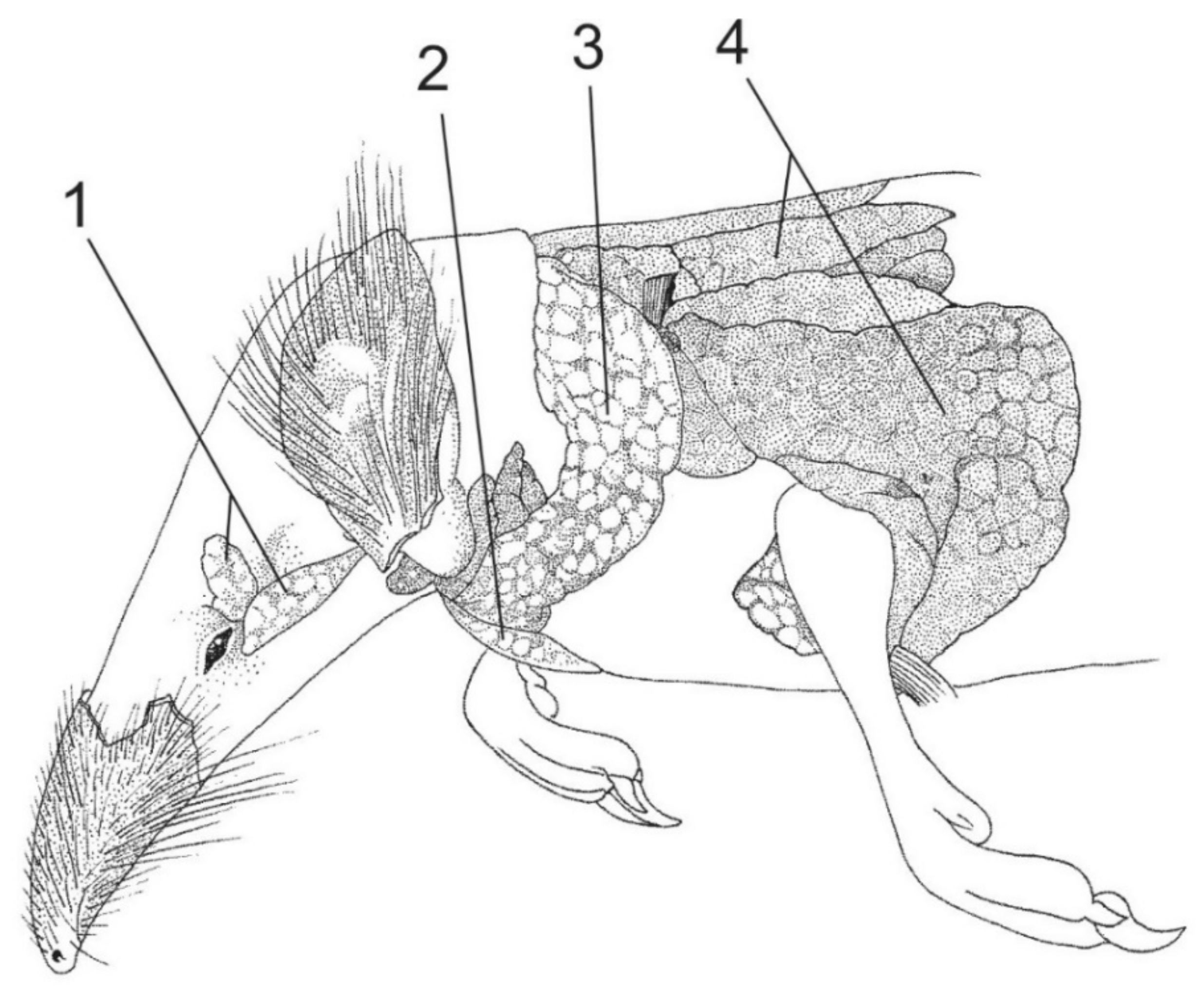 Venom Use in Eulipotyphlans: An Evolutionary and Ecological