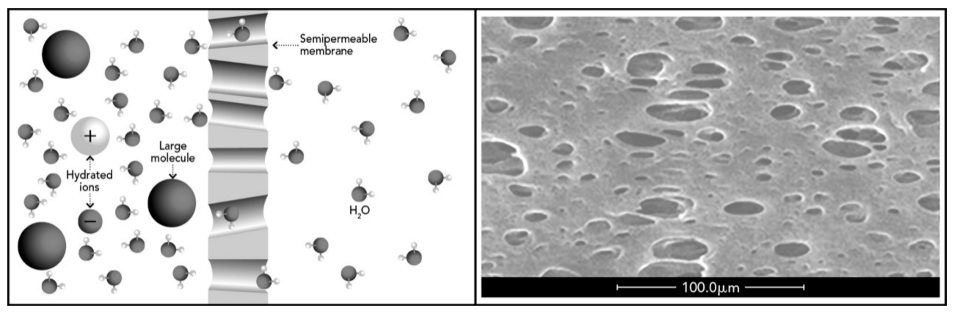Toxins 13 00246 g001 Toxins 13 00246 g001