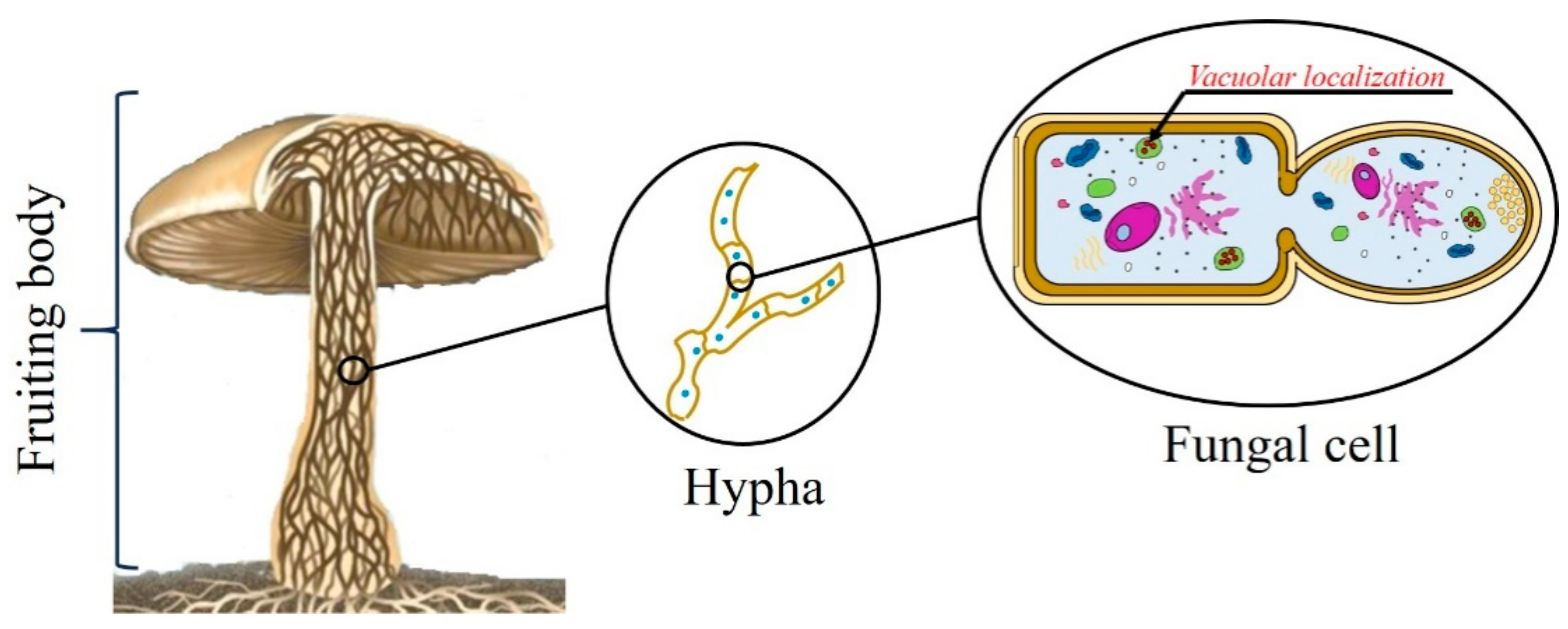 Toxins Free Full Text Ageritin From Pioppino Mushroom The Prototype Of Ribotoxin Like Proteins A Novel Family Of Specific Ribonucleases In Edible Mushrooms Toxins Free Full Text Ageritin From Pioppino Mushroom The Prototype Of Ribotoxin Like Proteins A Novel Family Of Specific Ribonucleases In Edible Mushrooms