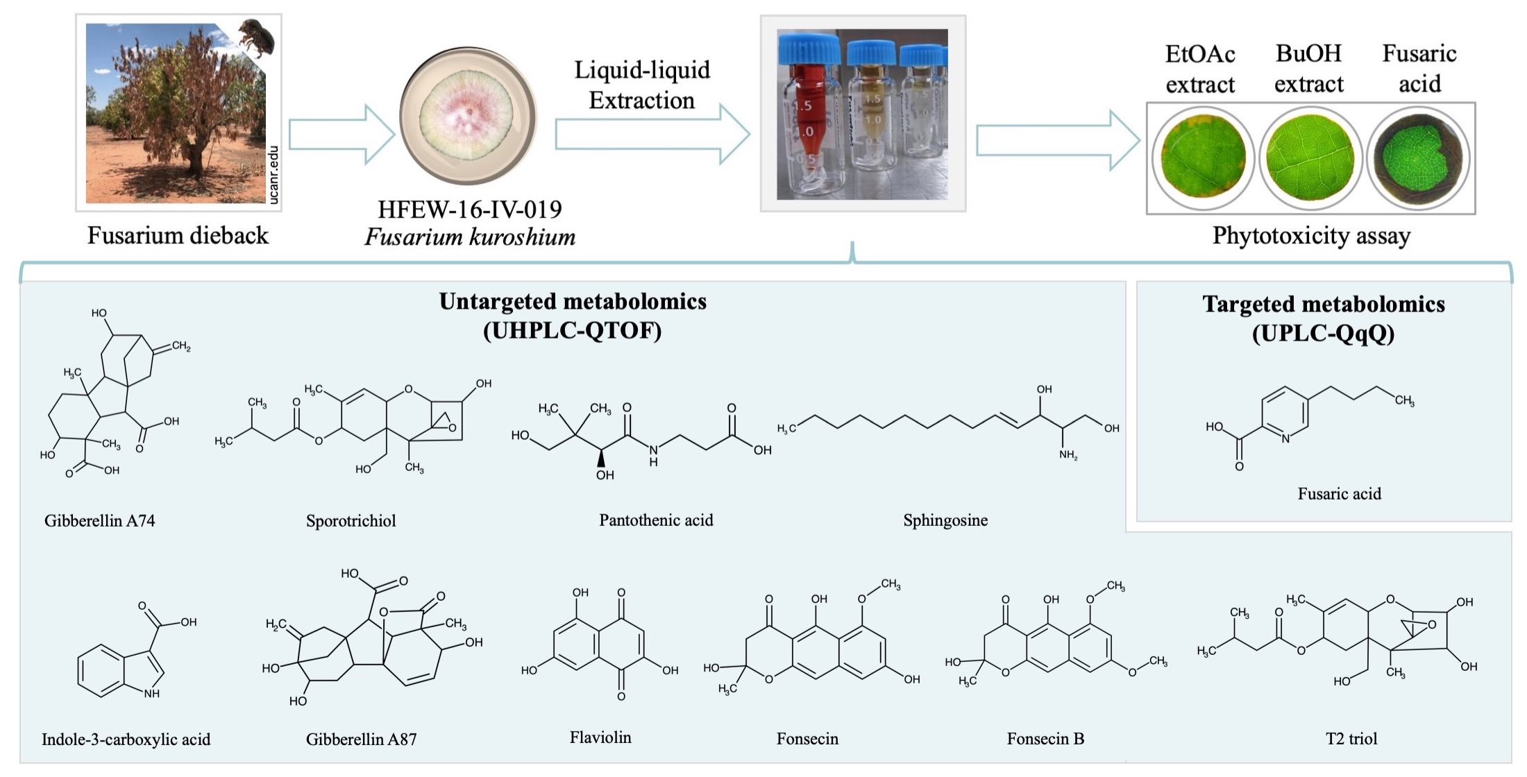 Toxins Free Full Text Characterization Of The Exo Metabolome Of The Emergent Phytopathogen Fusarium Kuroshium Sp Nov A Causal Agent Of Fusarium Dieback Html