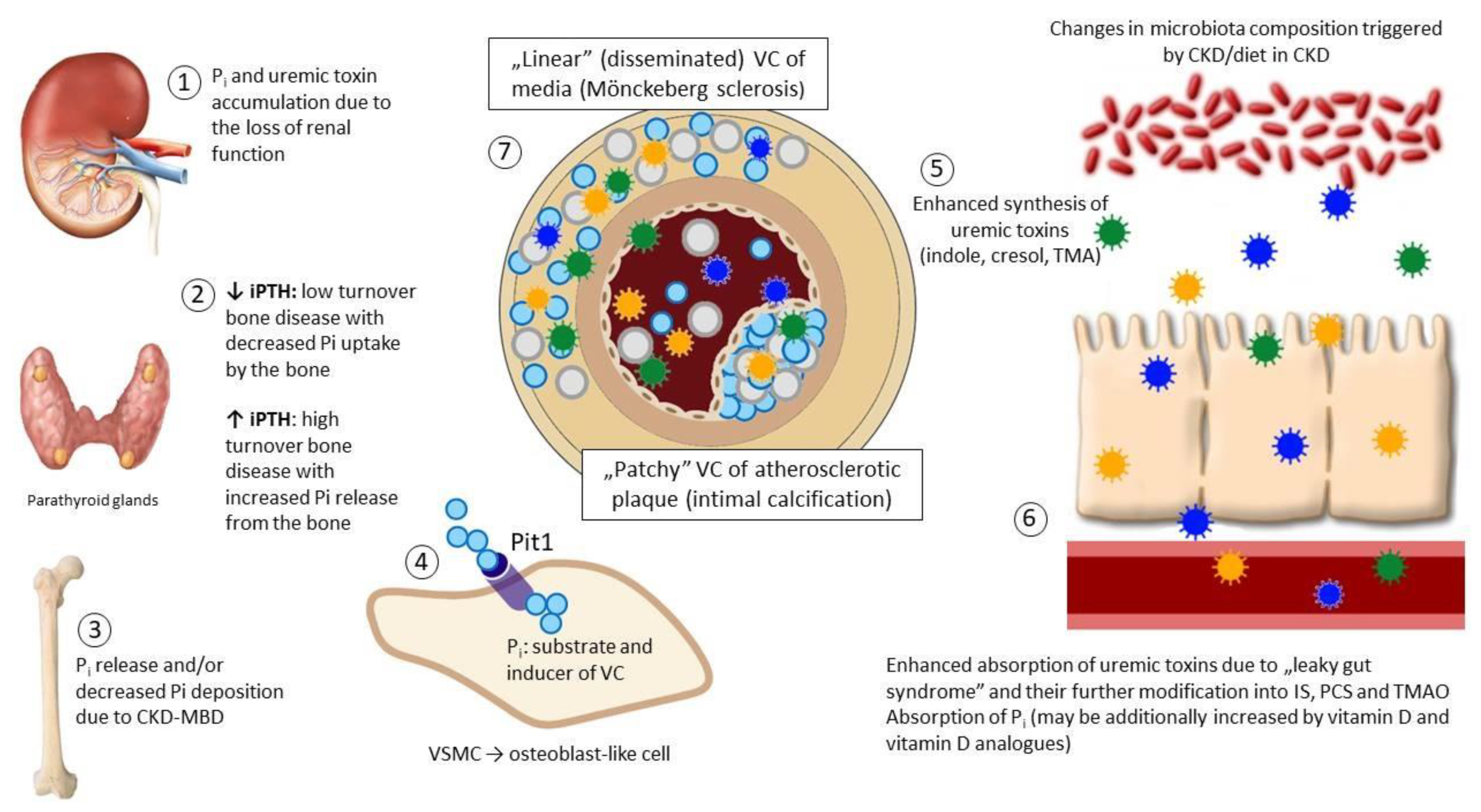 Toxins 13 00274 g001