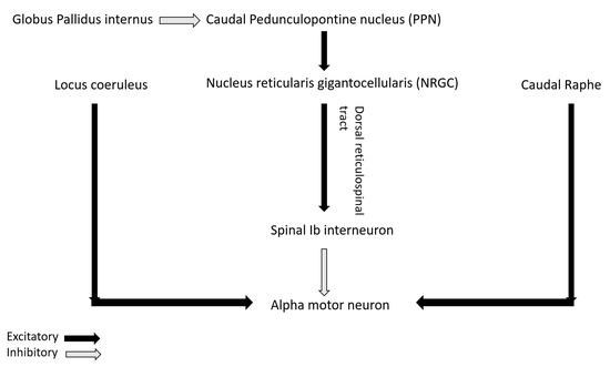 Muscle Tone Physiology and Abnormalities