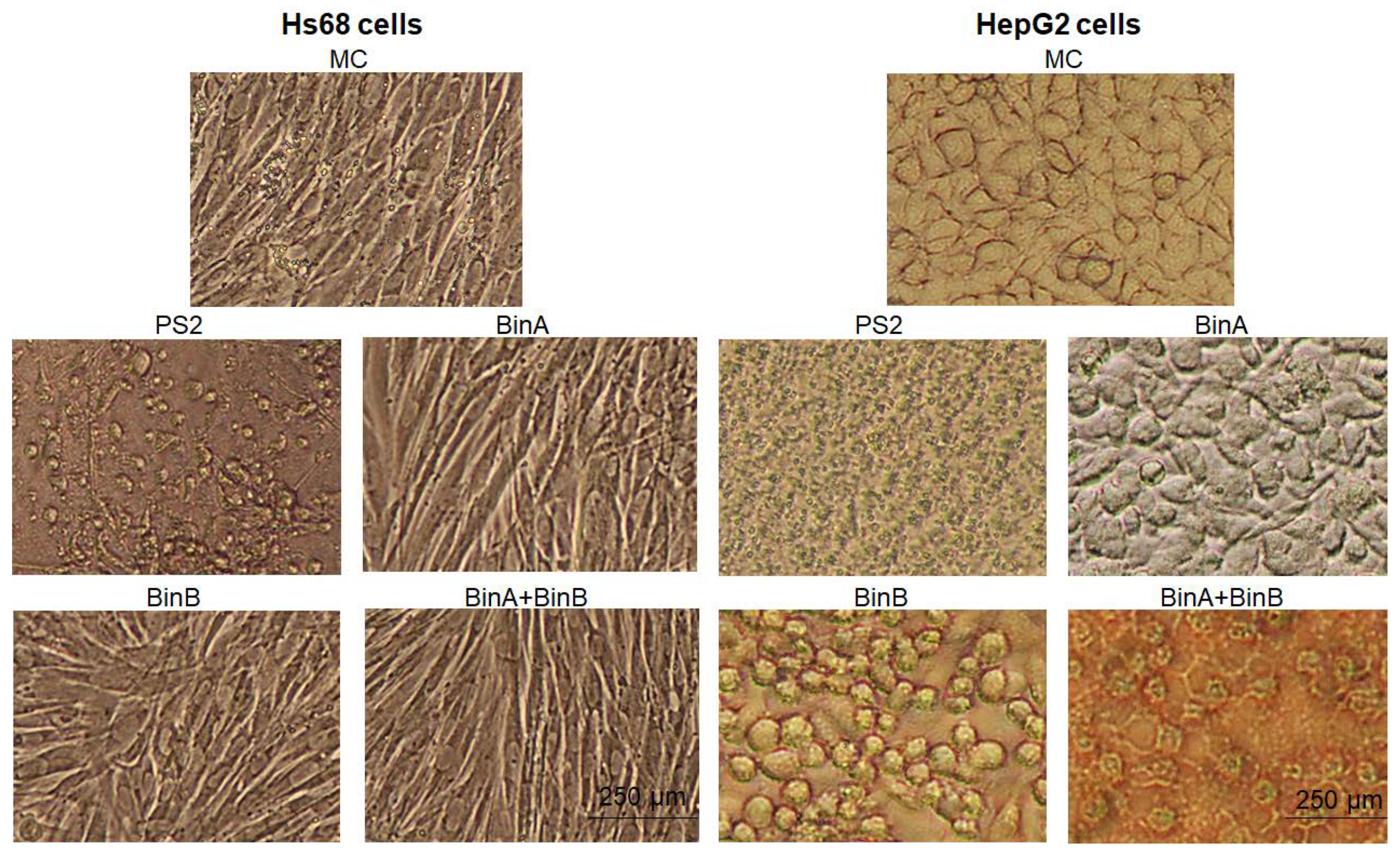 Toxins 13 00288 g001