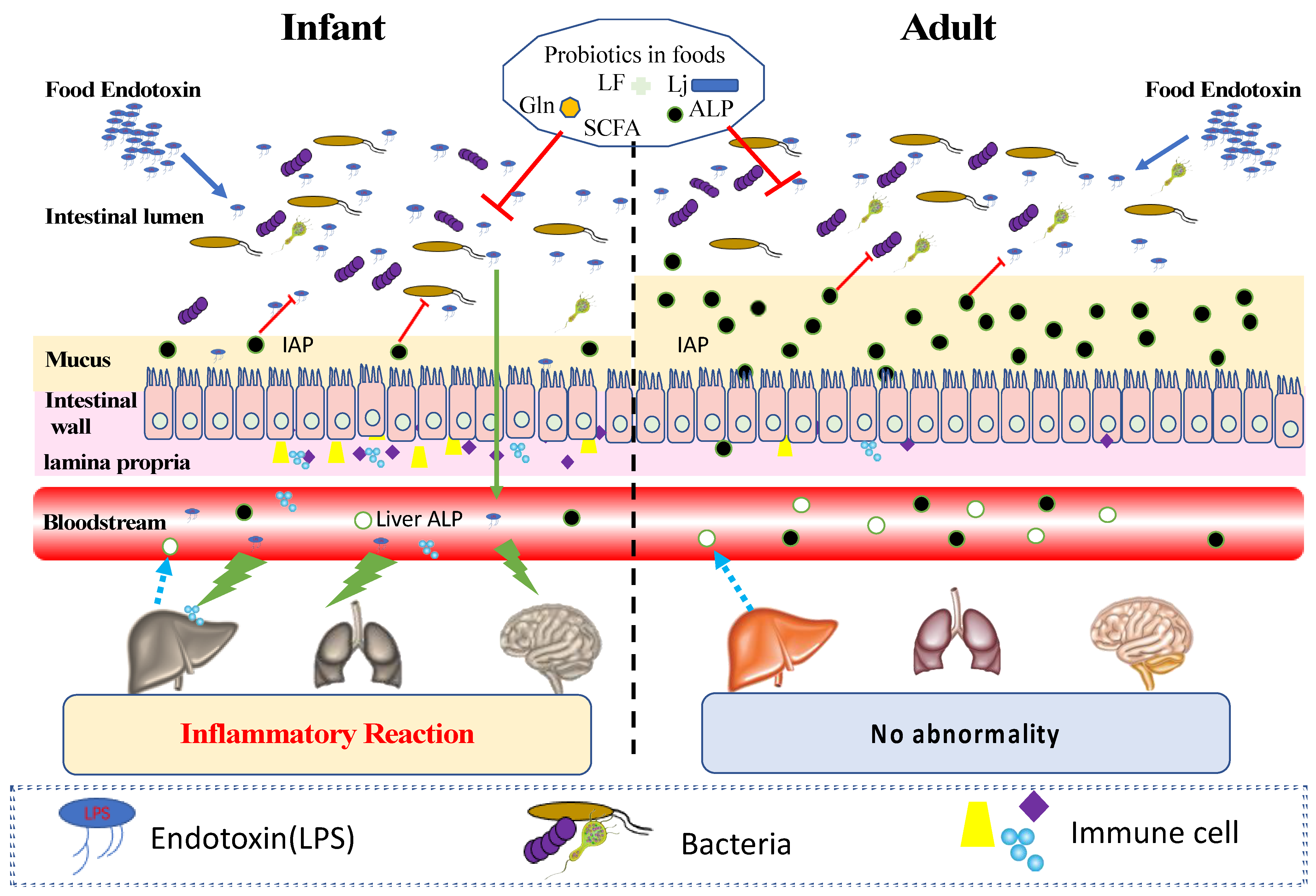 Bacterial Cell Endotoxins Location