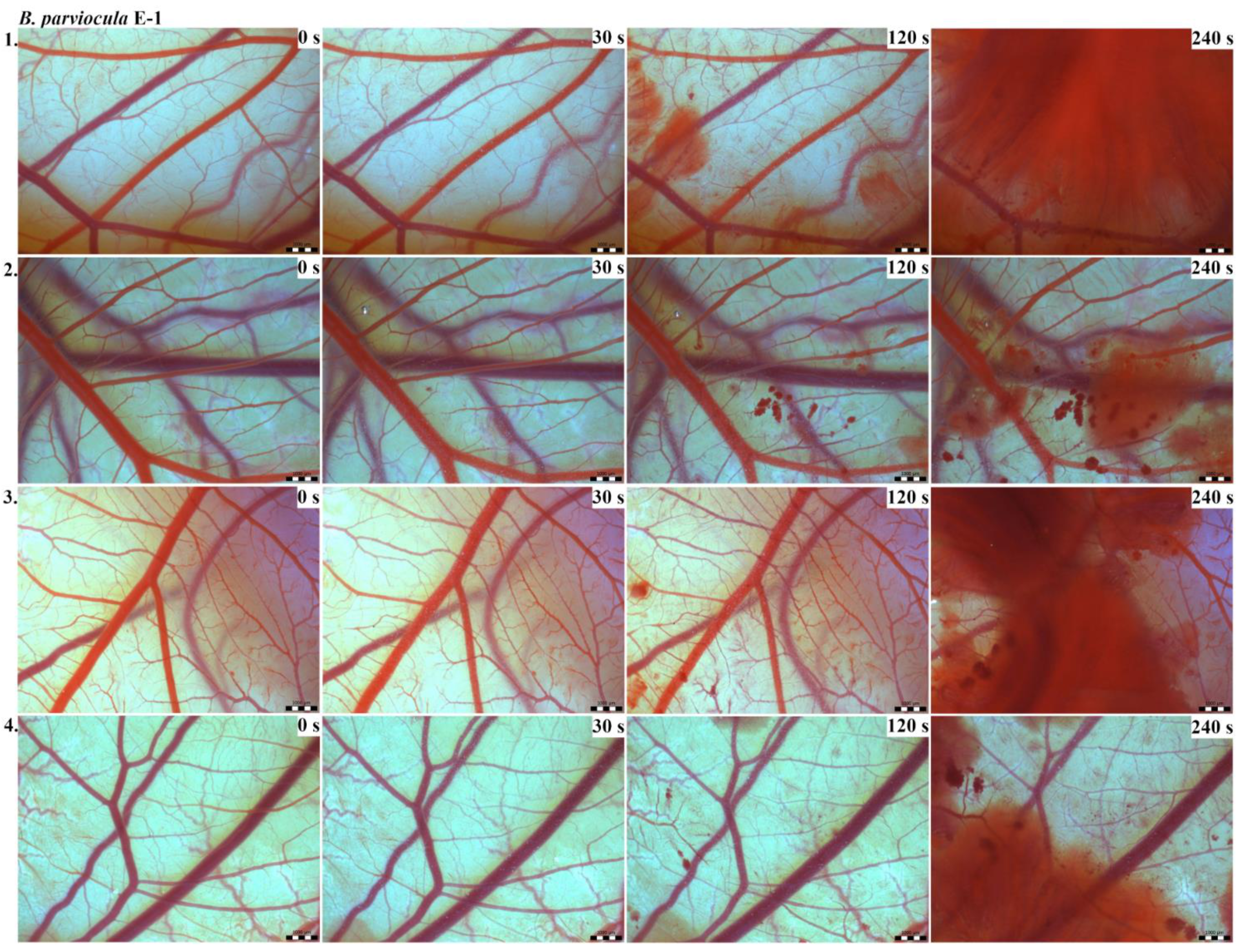 Toxins 13 00299 g002 Toxins 13 00299 g002