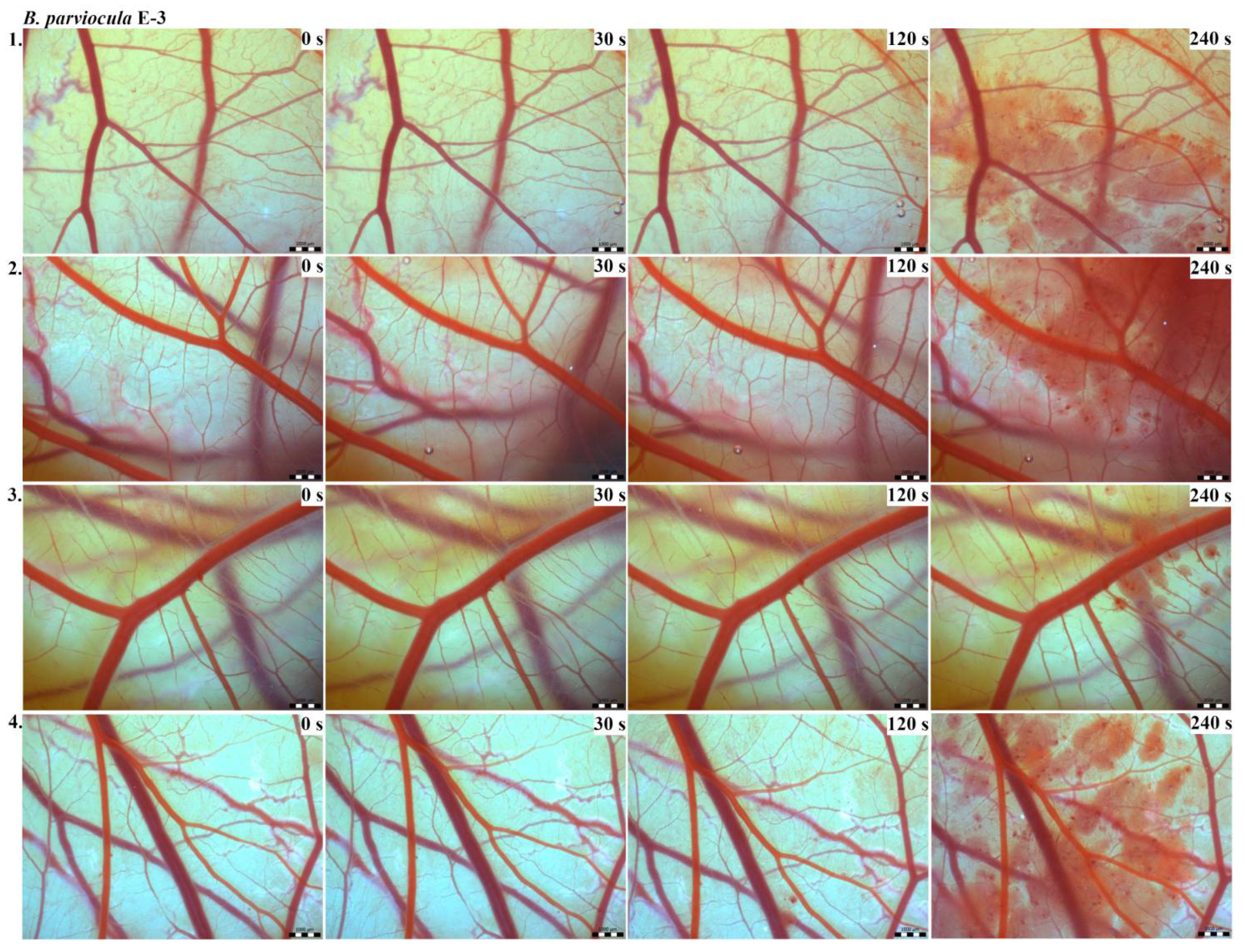 Toxins 13 00299 g004 Toxins 13 00299 g004