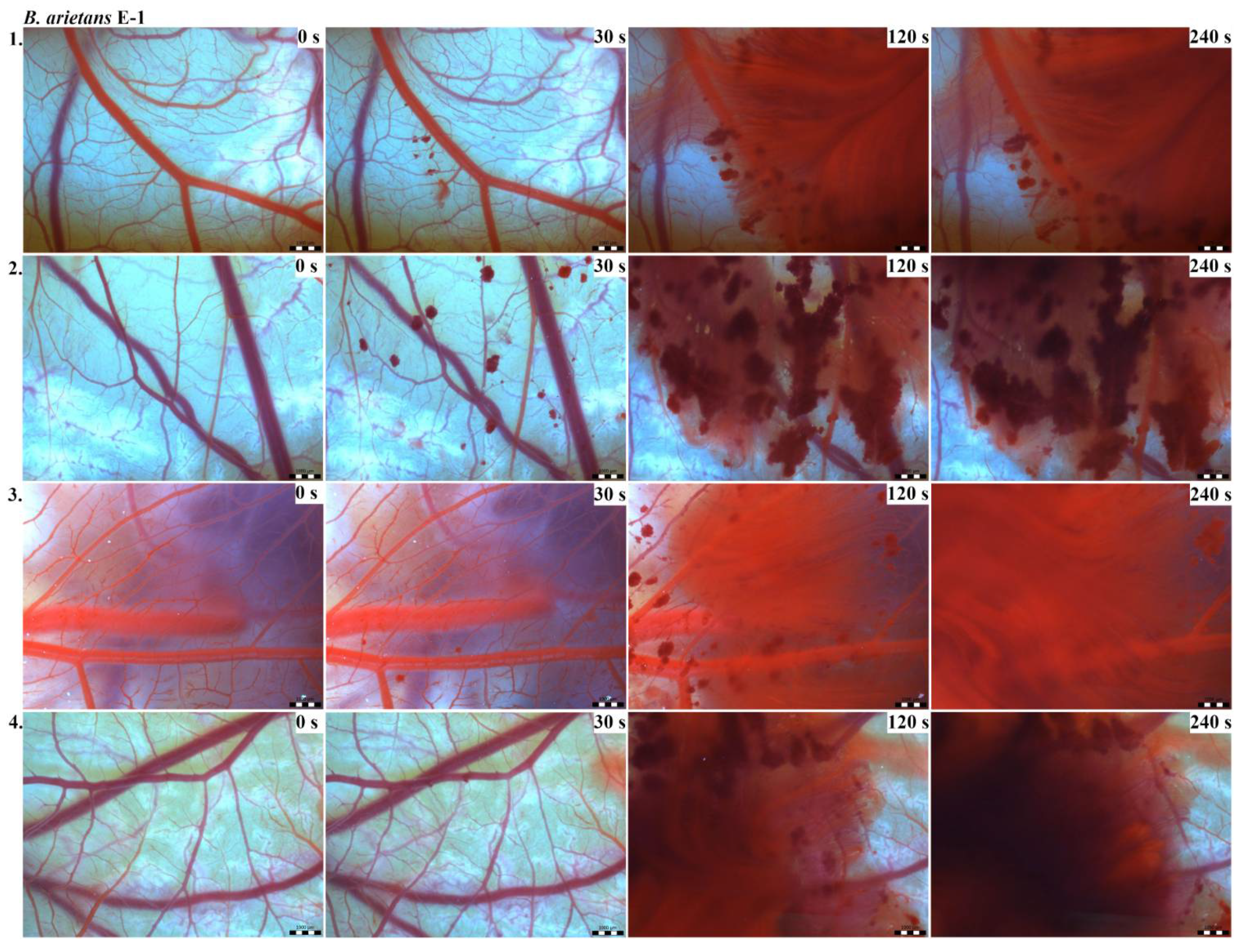 Toxins 13 00299 g005 Toxins 13 00299 g005