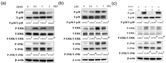 Toxins Free Full Text Effects Of Deoxynivalenol And Mycotoxin Adsorbent Agents On Mitogen Activated Protein Kinase Signaling Pathways And Inflammation Associated Gene Expression In Porcine Intestinal Epithelial Cells Html
