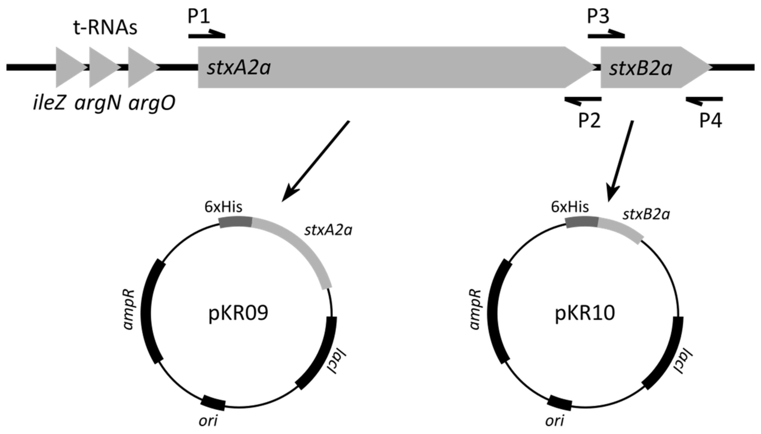 Toxins 13 00307 g007