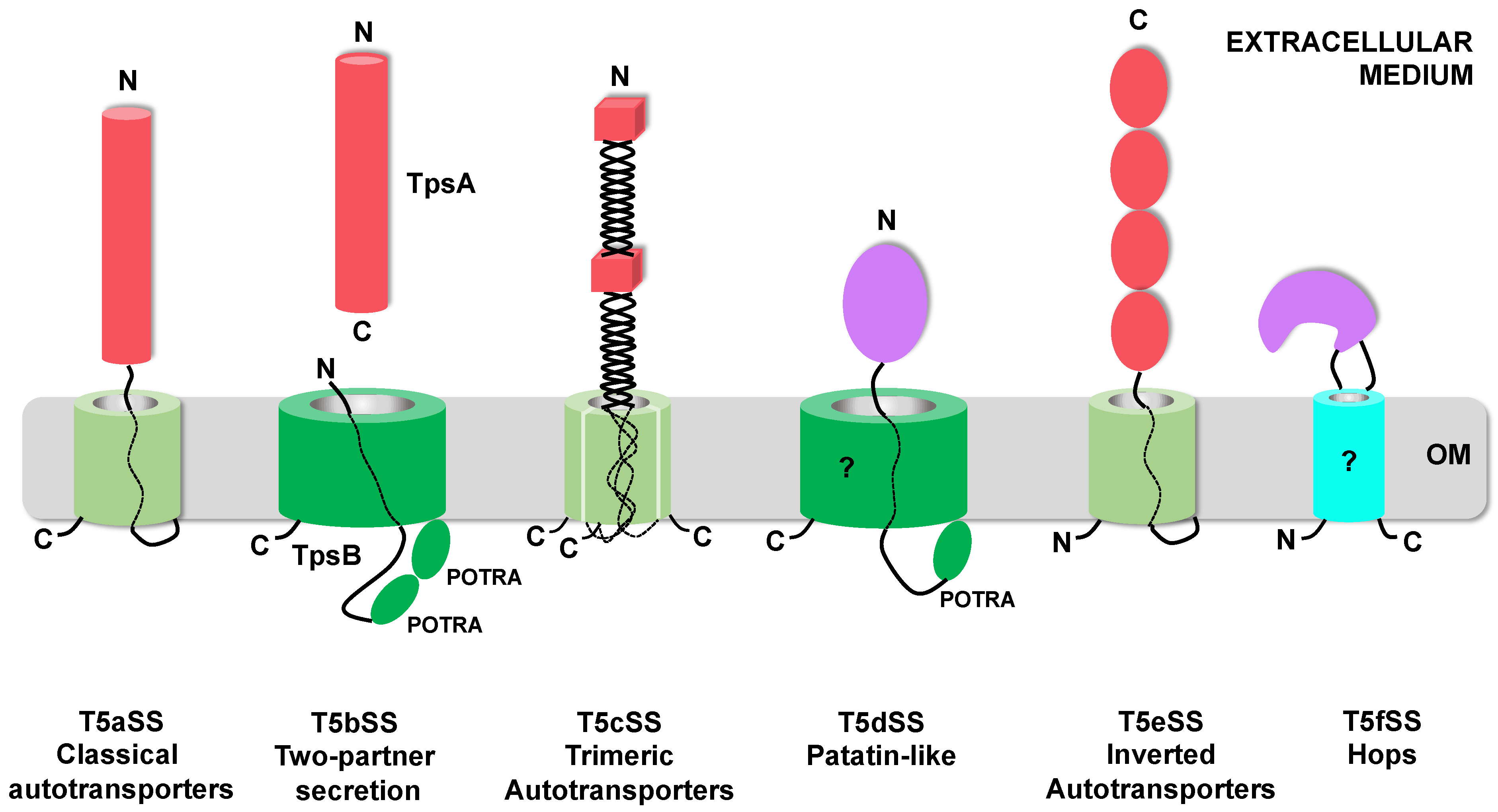0.2 Five subcategories of Autotransporter proteins . The unfolded