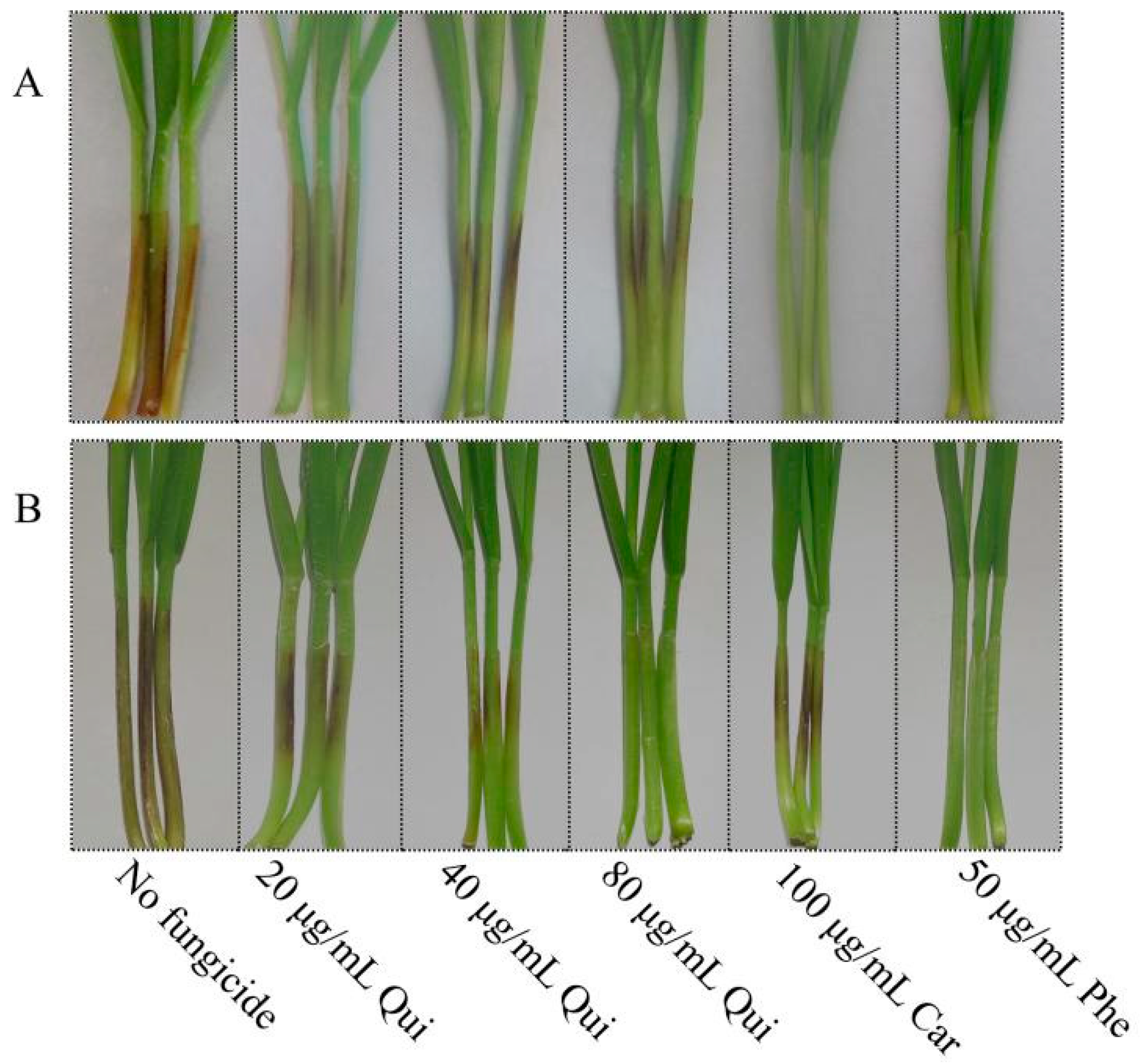 Toxins 13 00348 g005 Toxins 13 00348 g005