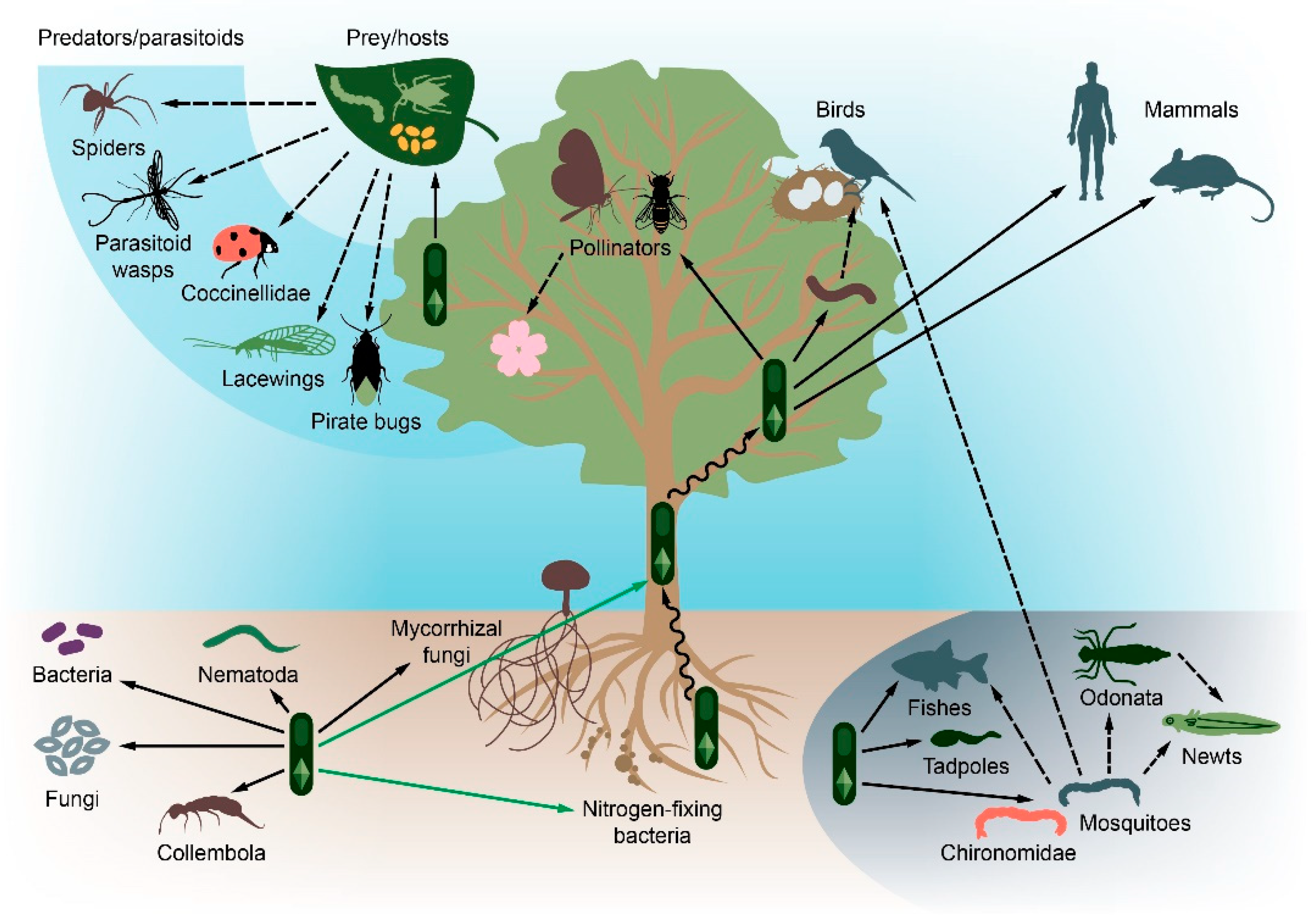 Toxins Free Full Text Dissecting The Environmental Consequences Of Bacillus Thuringiensis Application For Natural Ecosystems Html
