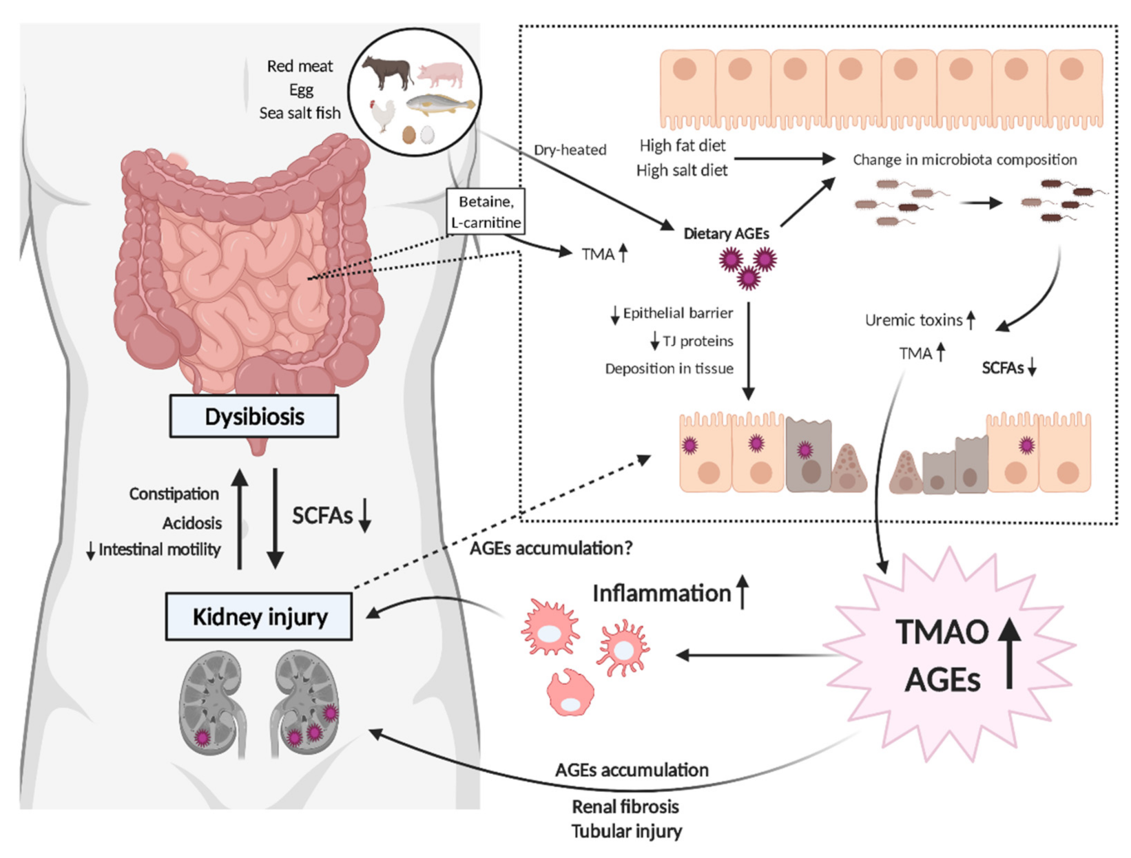 Toxins Free FullText DysbiosisRelated Advanced Glycation