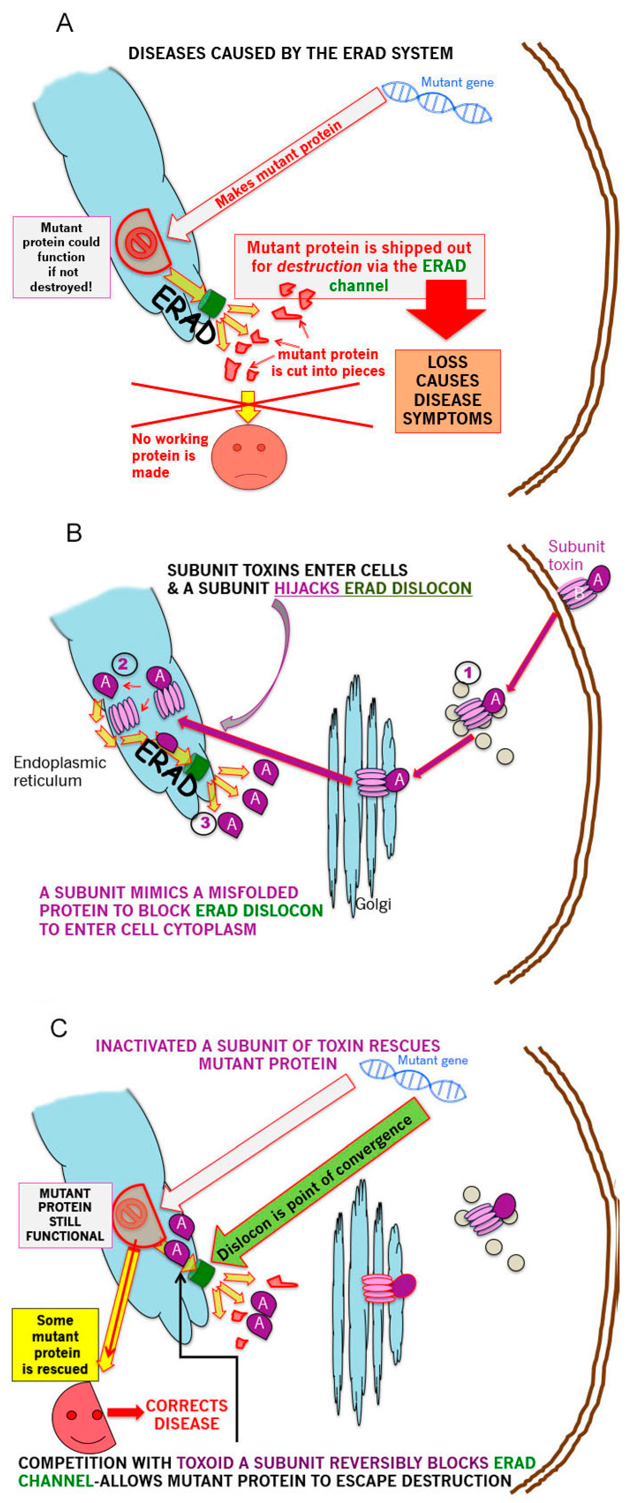 Toxins 13 00378 g001