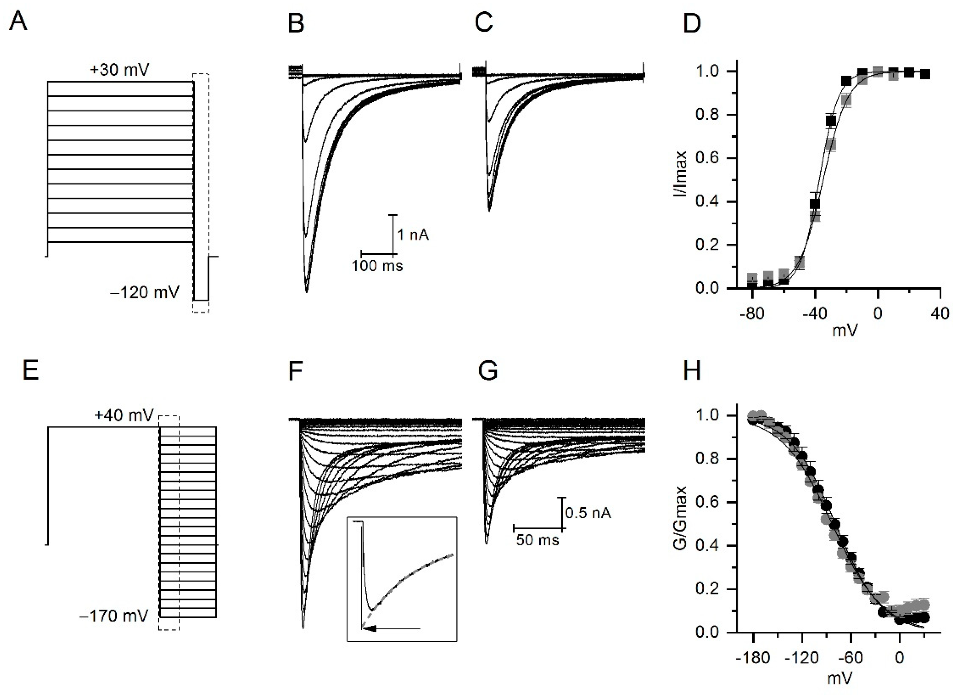 Toxins Free Full Text Colombian Scorpion Centruroides Margaritatus Purification And Characterization Of A Gamma Potassium Toxin With Full Block Activity On The Herg1 Channel Html Toxins Free Full Text Colombian Scorpion Centruroides Margaritatus Purification And Characterization Of A Gamma Potassium Toxin With Full Block Activity On The Herg1 Channel Html