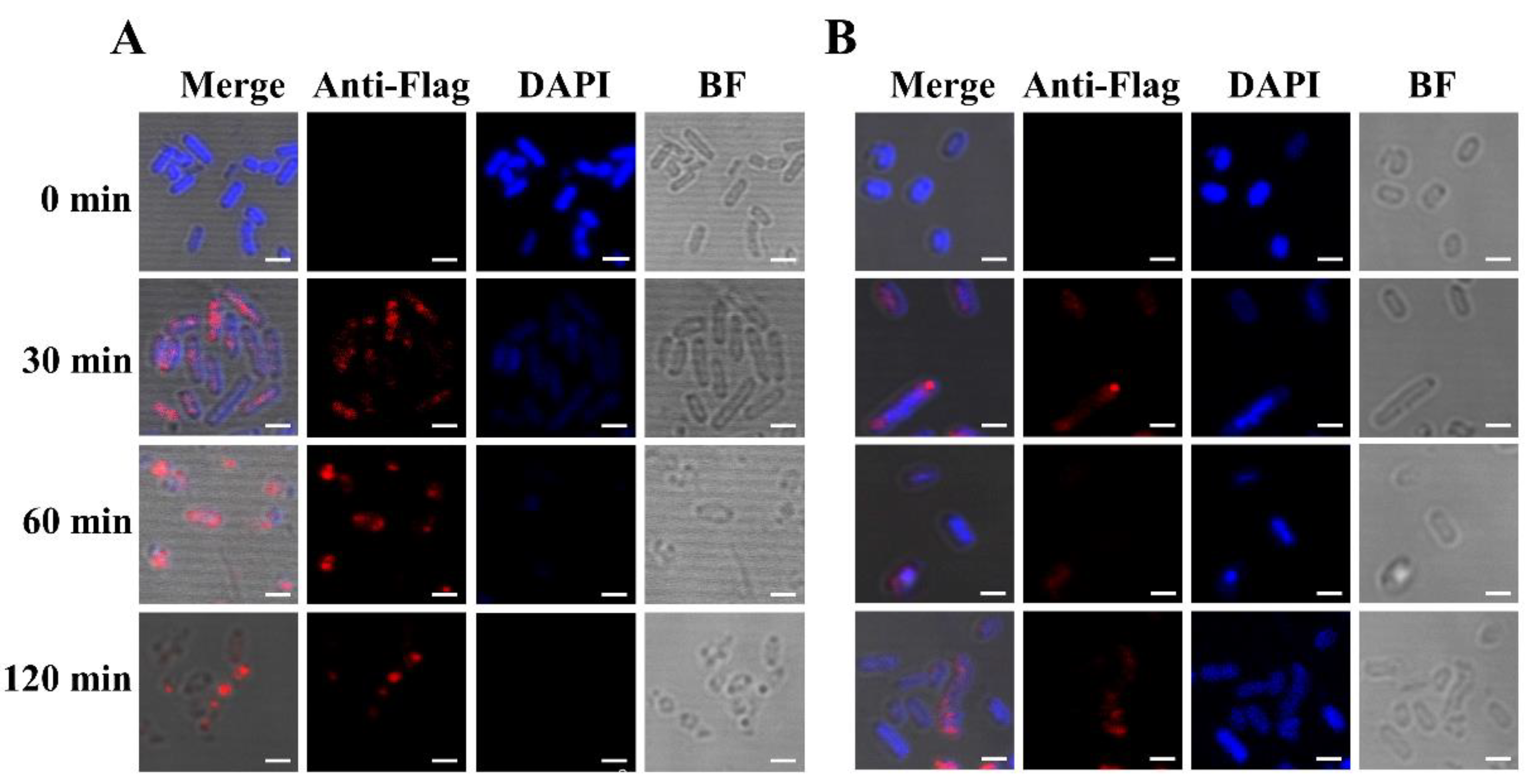 Toxins 13 00420 g003 Toxins 13 00420 g003