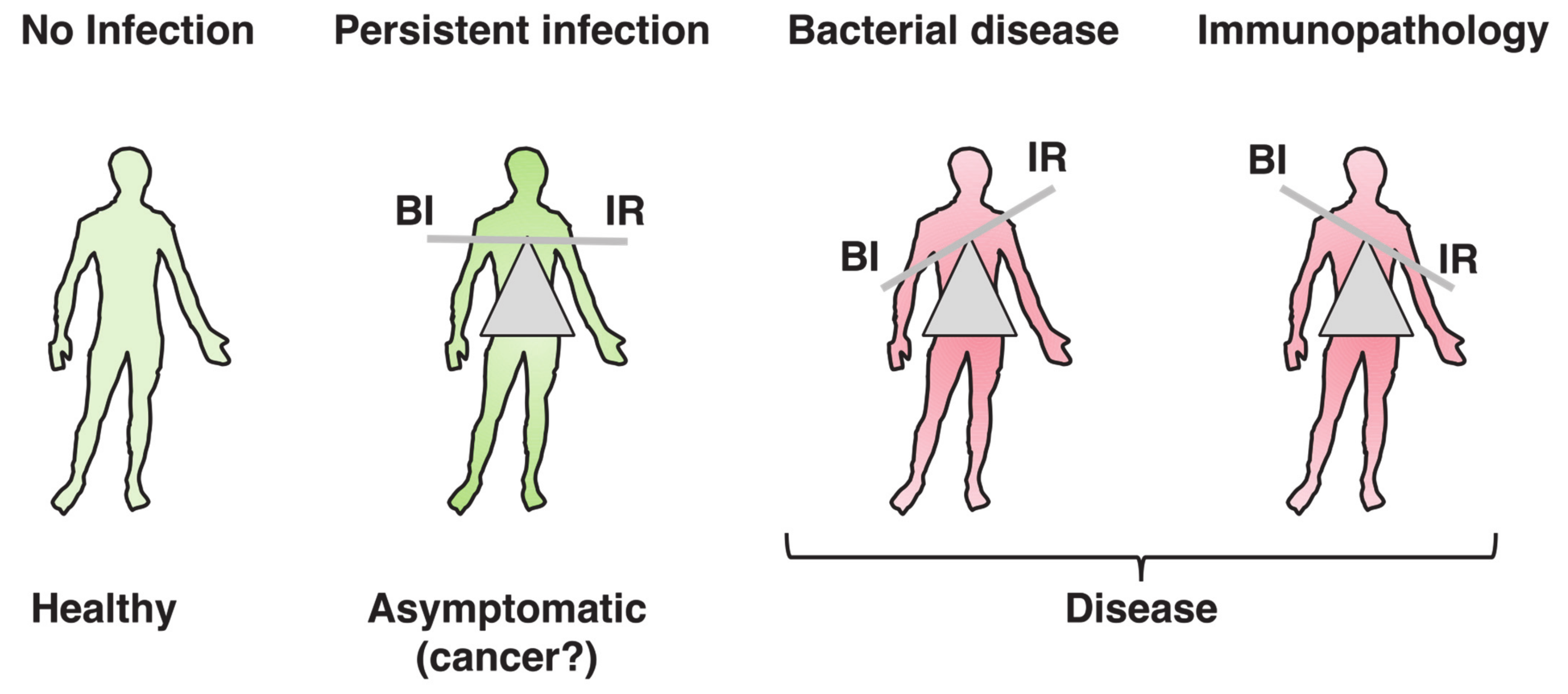 Bacterial Toxins Are a Never-Ending Source of Surprises