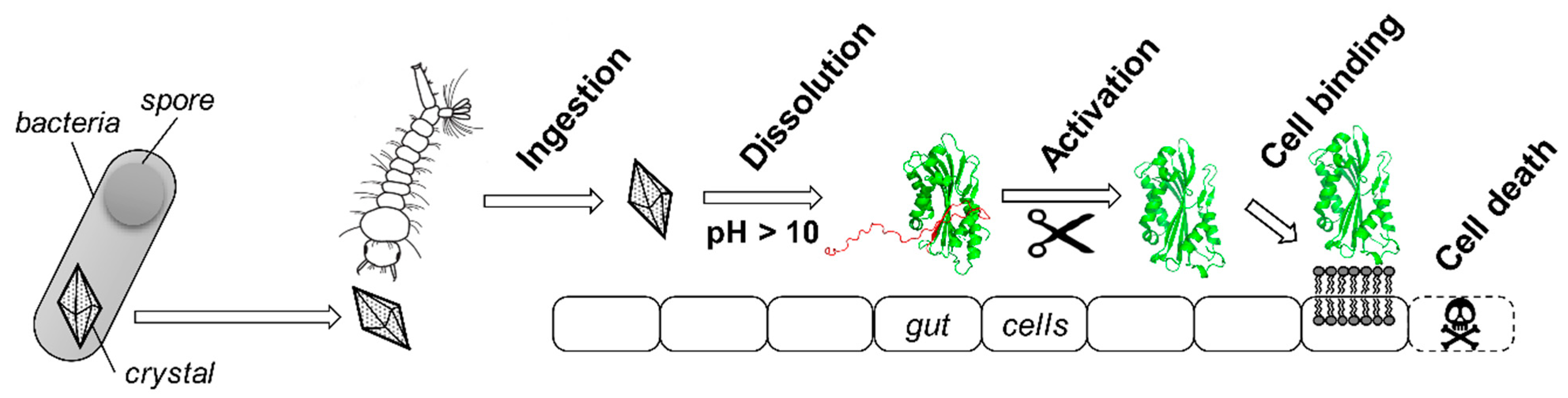 Toxins 13 00443 g002
