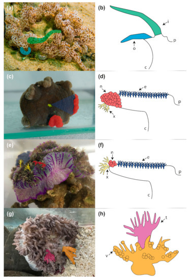 Deep-Sea Anemones (Cnidaria: Anthozoa: Actiniaria) from the South