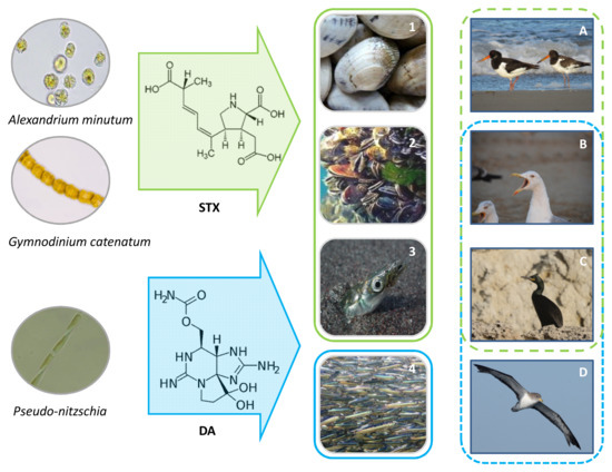 Identifying the Source Organisms Producing Paralytic Shellfish Toxins in a  Subtropical Bay in the South China Sea