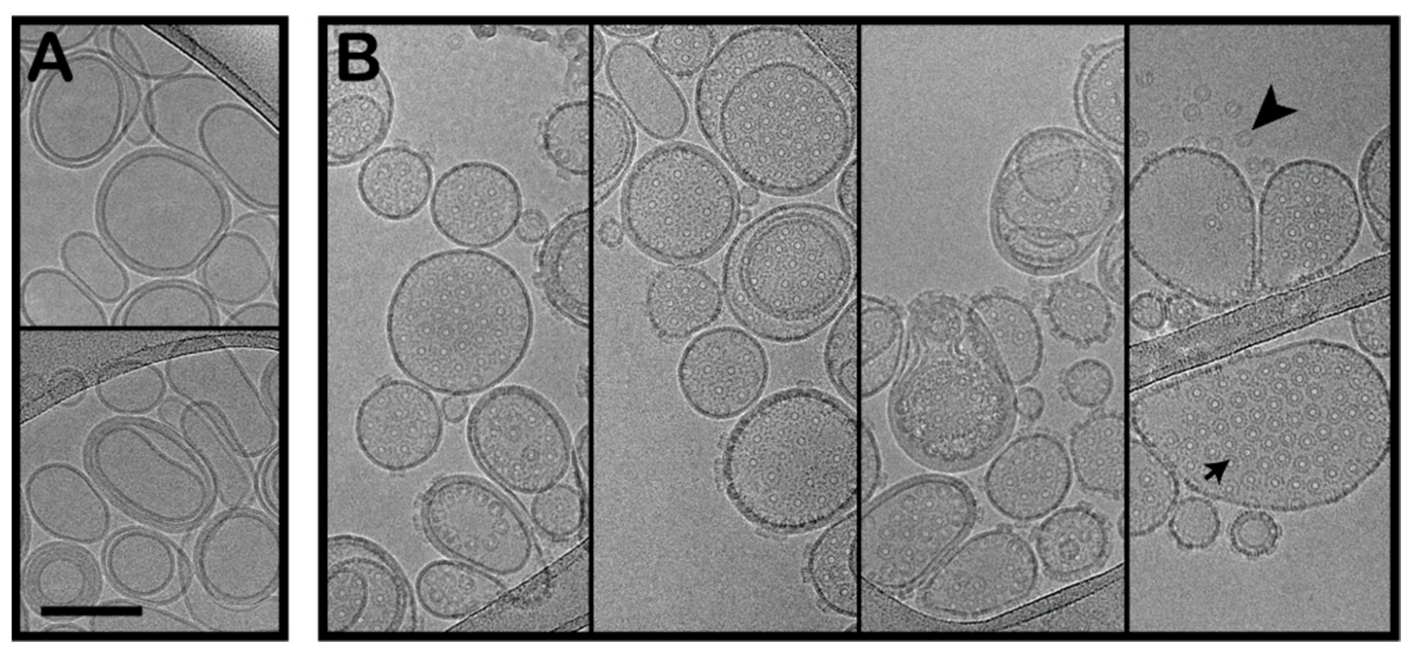 Toxins 13 00455 g003 550