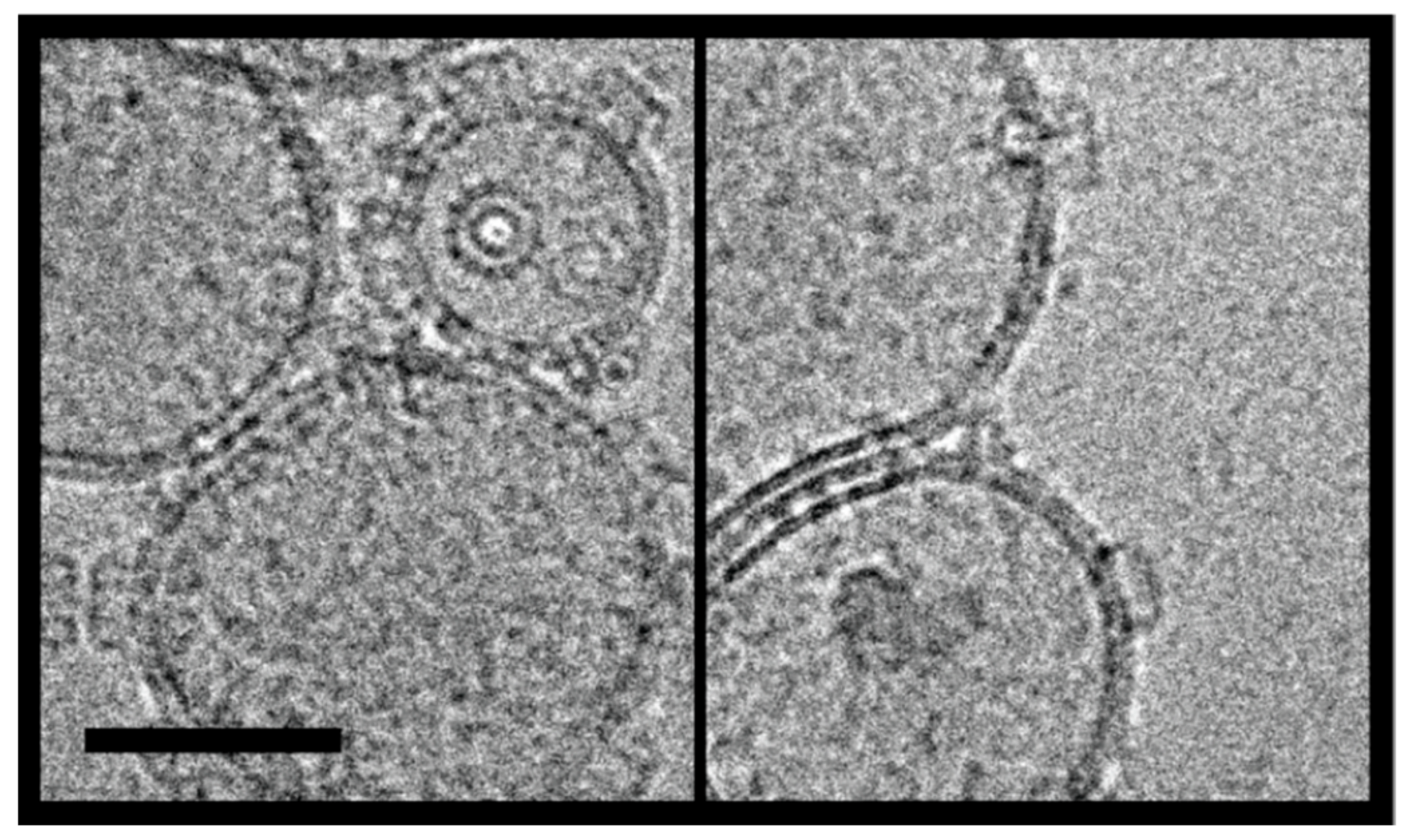 Toxins 13 00455 g007 550