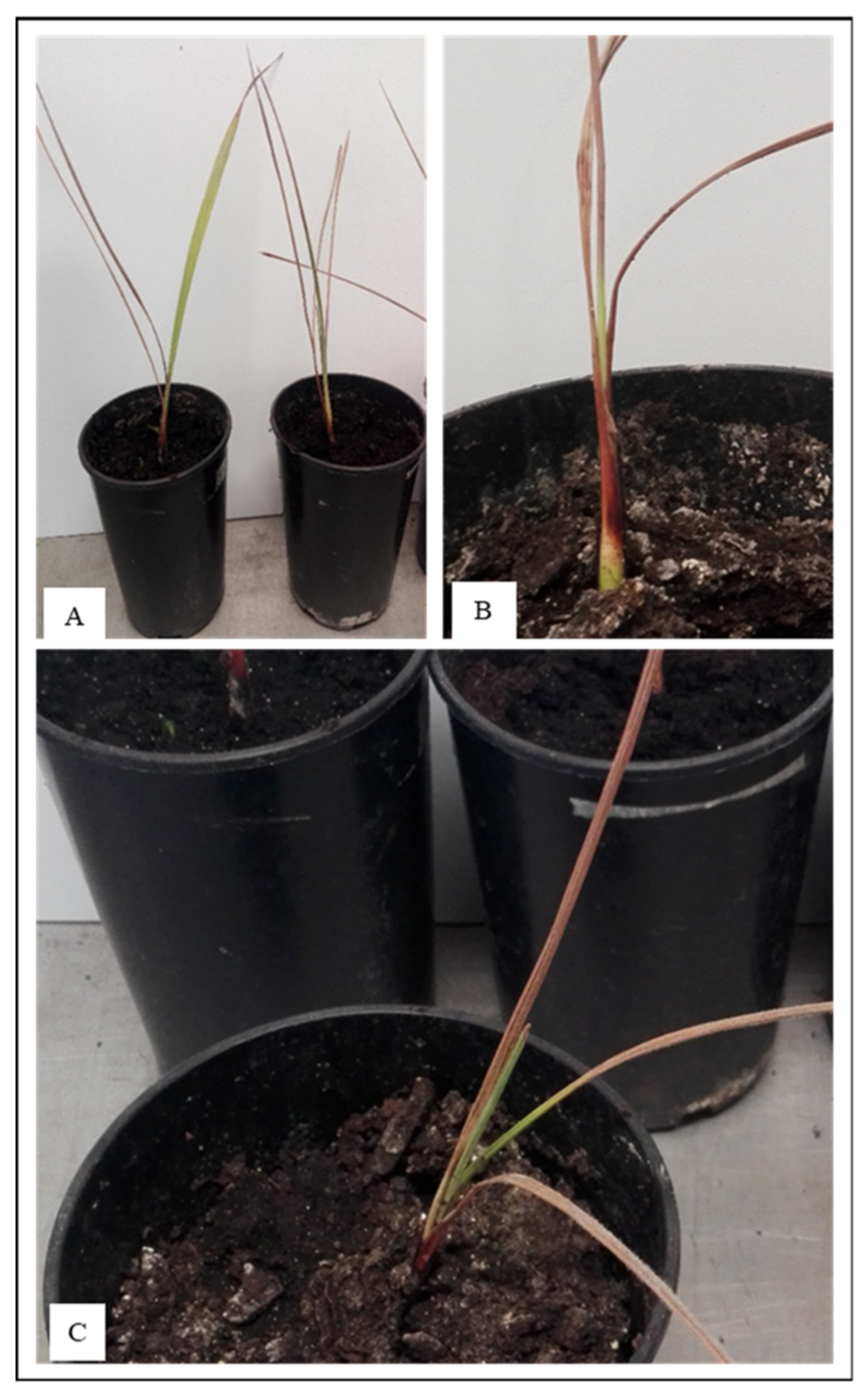 Toxins 13 00463 g003 Toxins 13 00463 g003